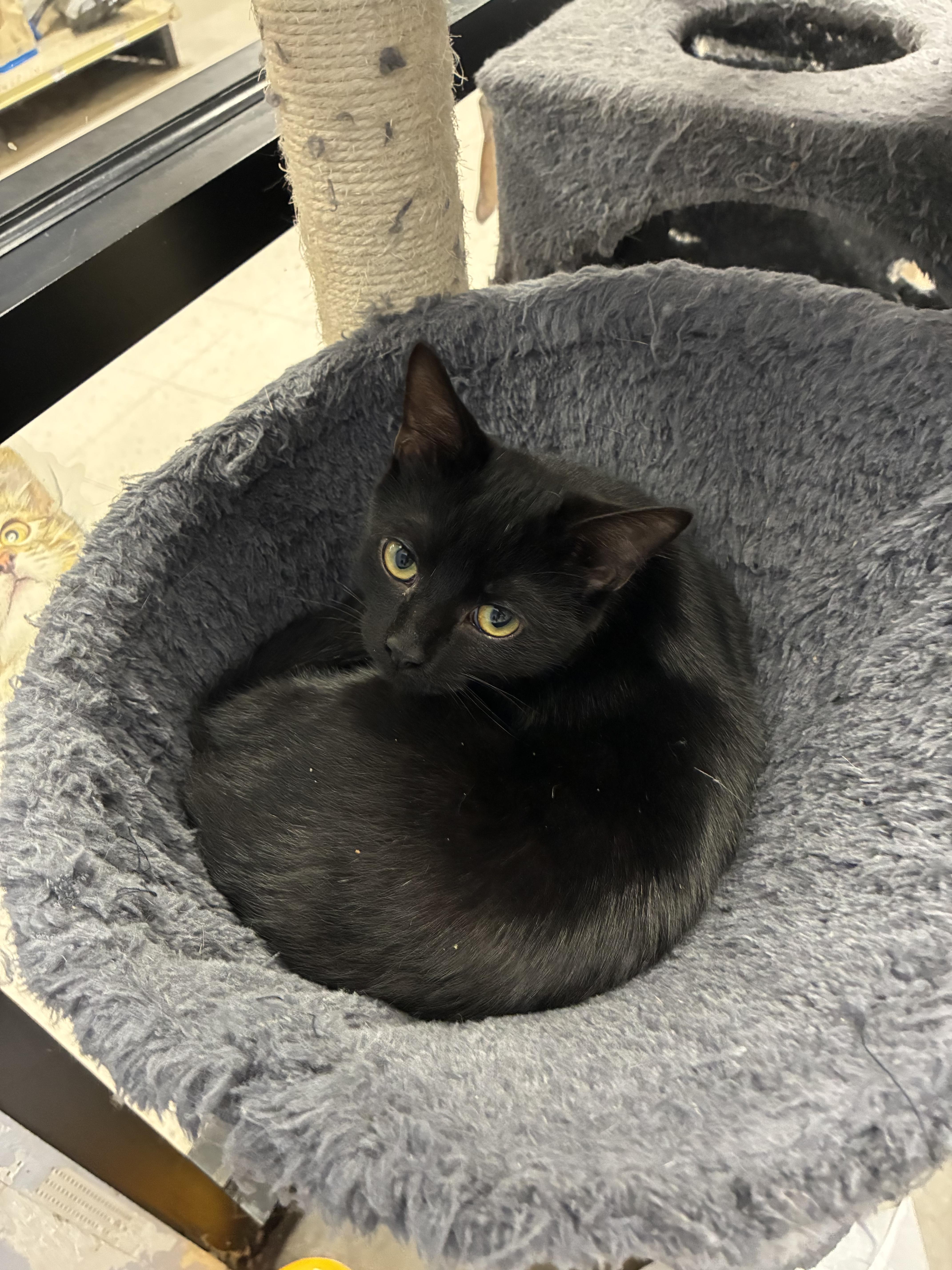 Zombie, Adopted, Kitten Male Domestic Short Hair.