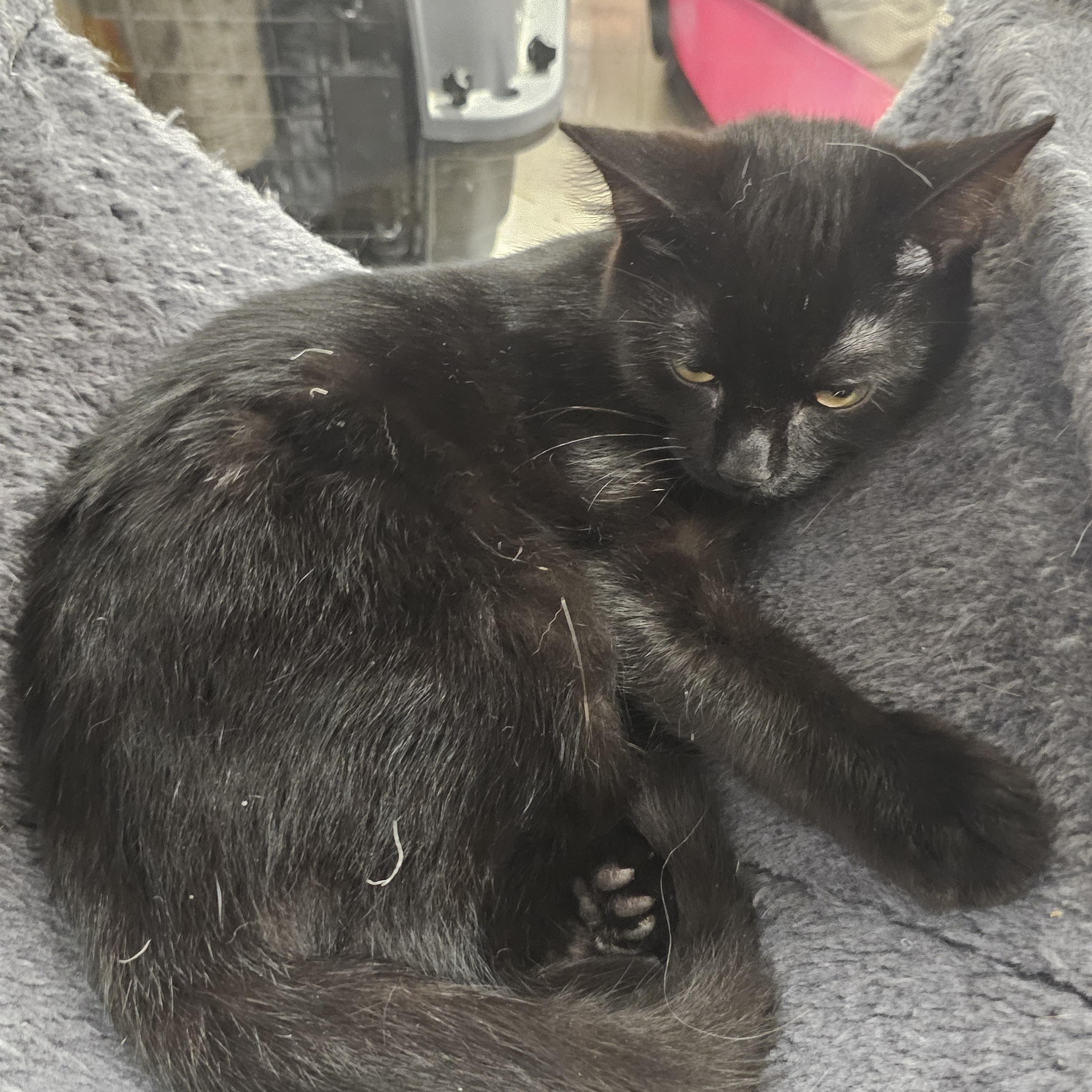 Enlarge Zombie, a Adopted Domestic Short Hair in Richmond, VA image 5/6