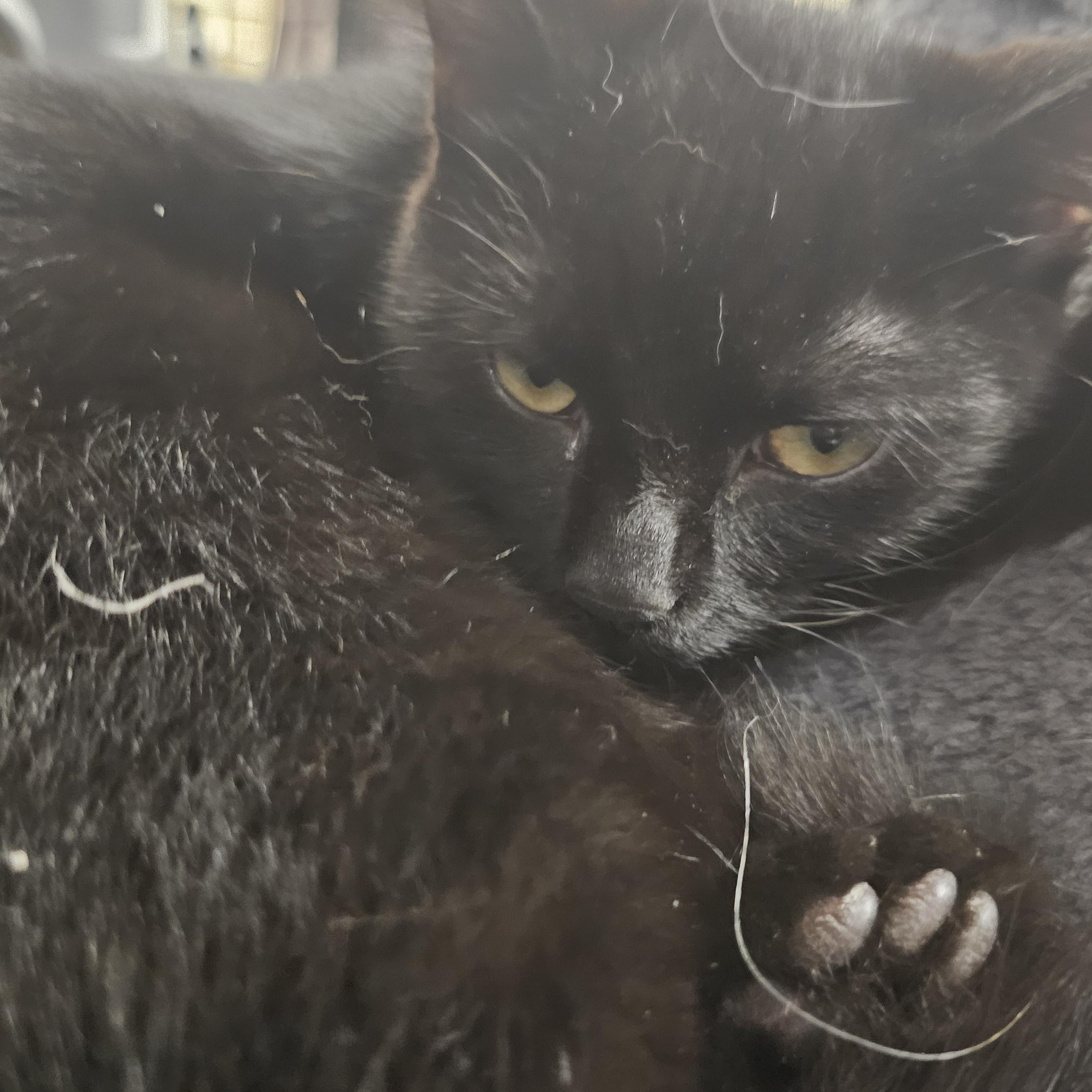 Enlarge Zombie, a Adopted Domestic Short Hair in Richmond, VA image 3/6