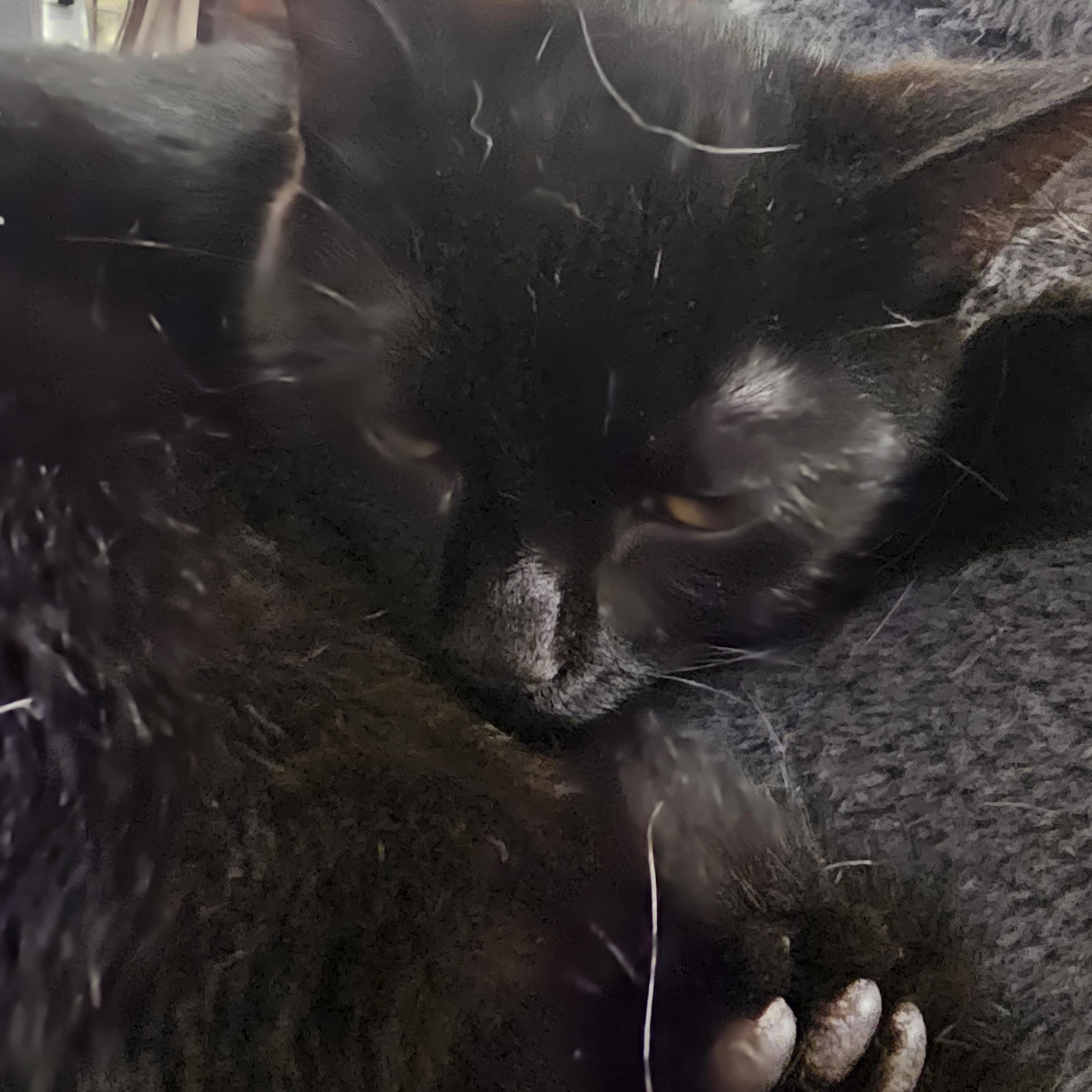 Enlarge Zombie, a Adopted Domestic Short Hair in Richmond, VA image 6/6