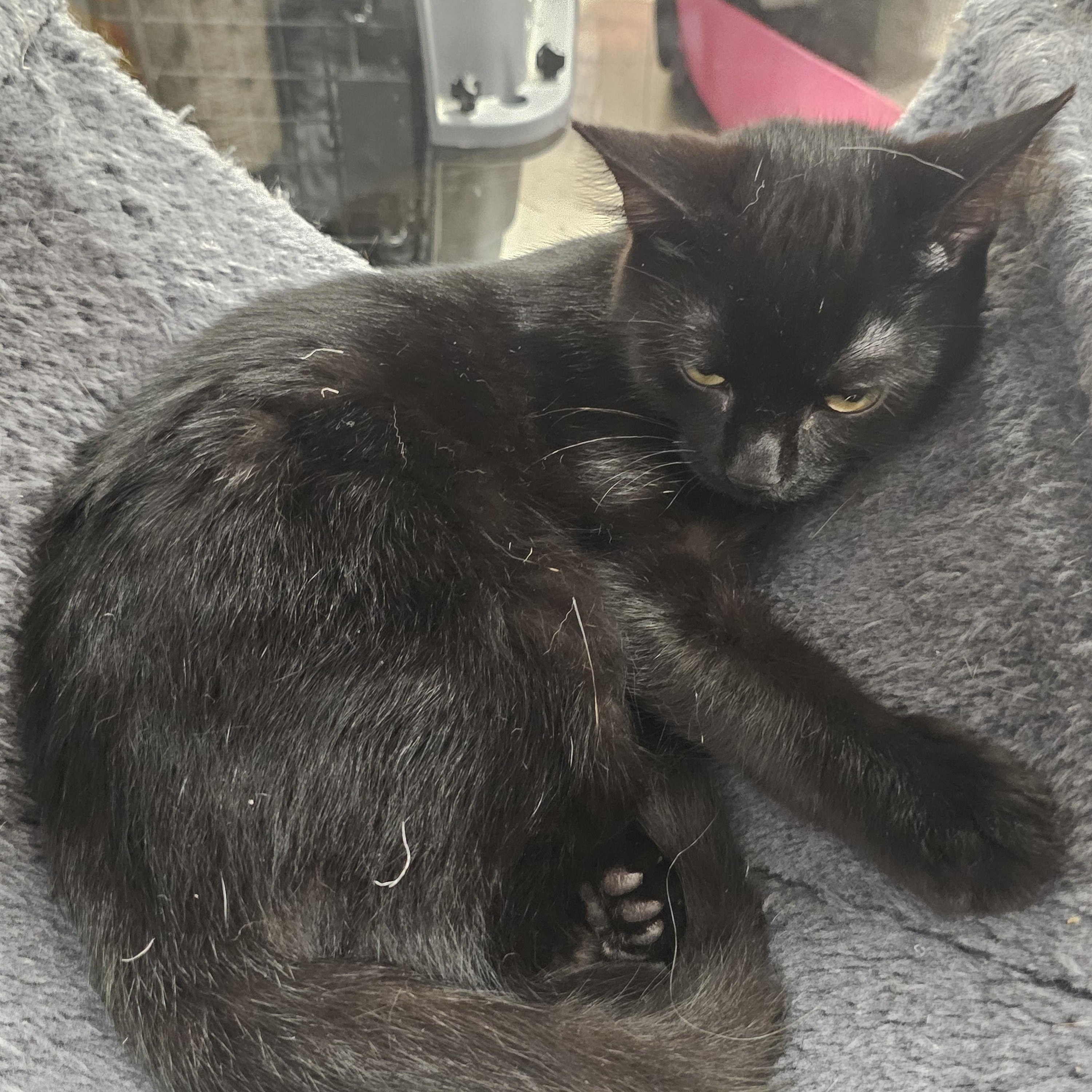 Enlarge Zombie, a Adopted Domestic Short Hair in Richmond, VA image 2/6
