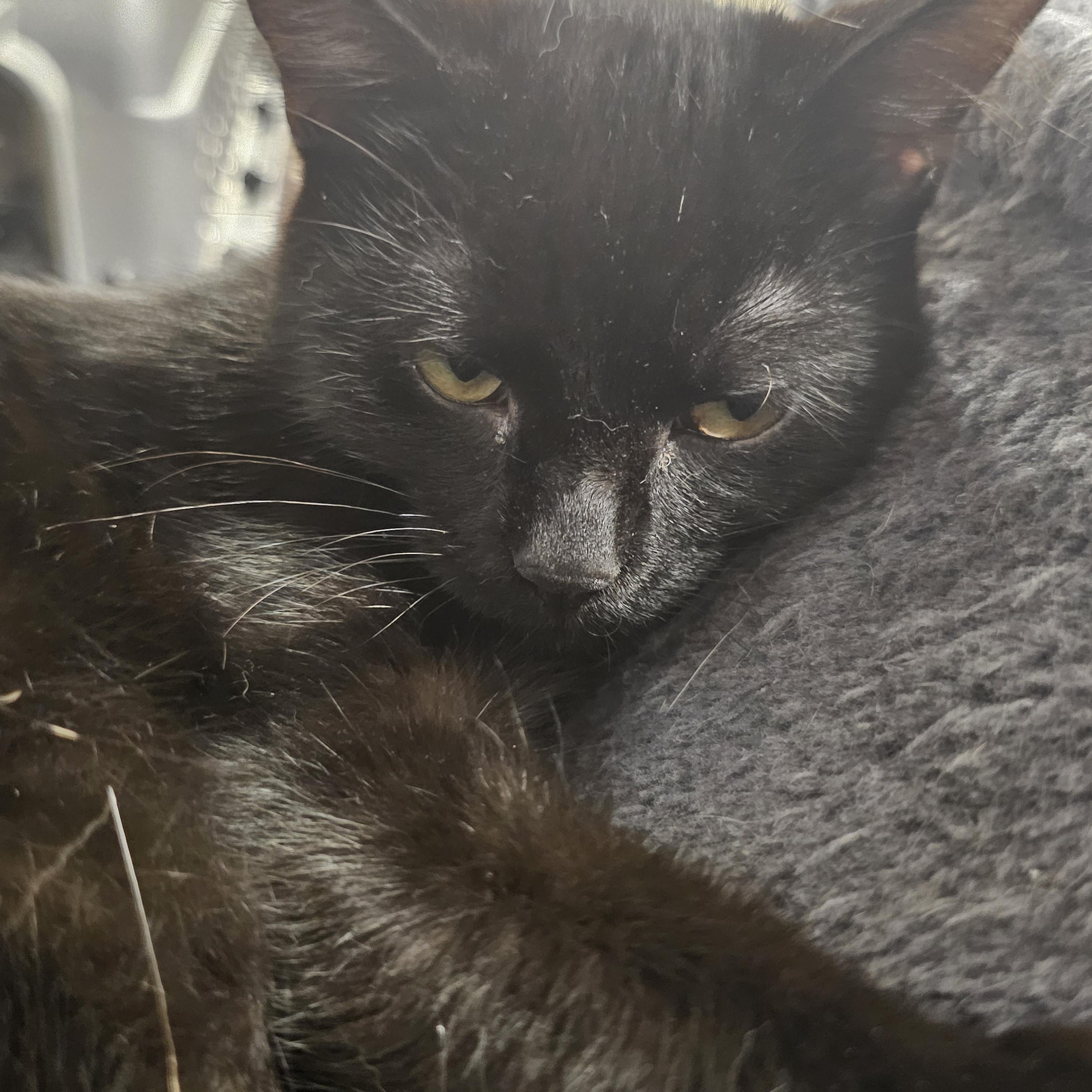 Enlarge Zombie, a Adopted Domestic Short Hair in Richmond, VA image 4/6