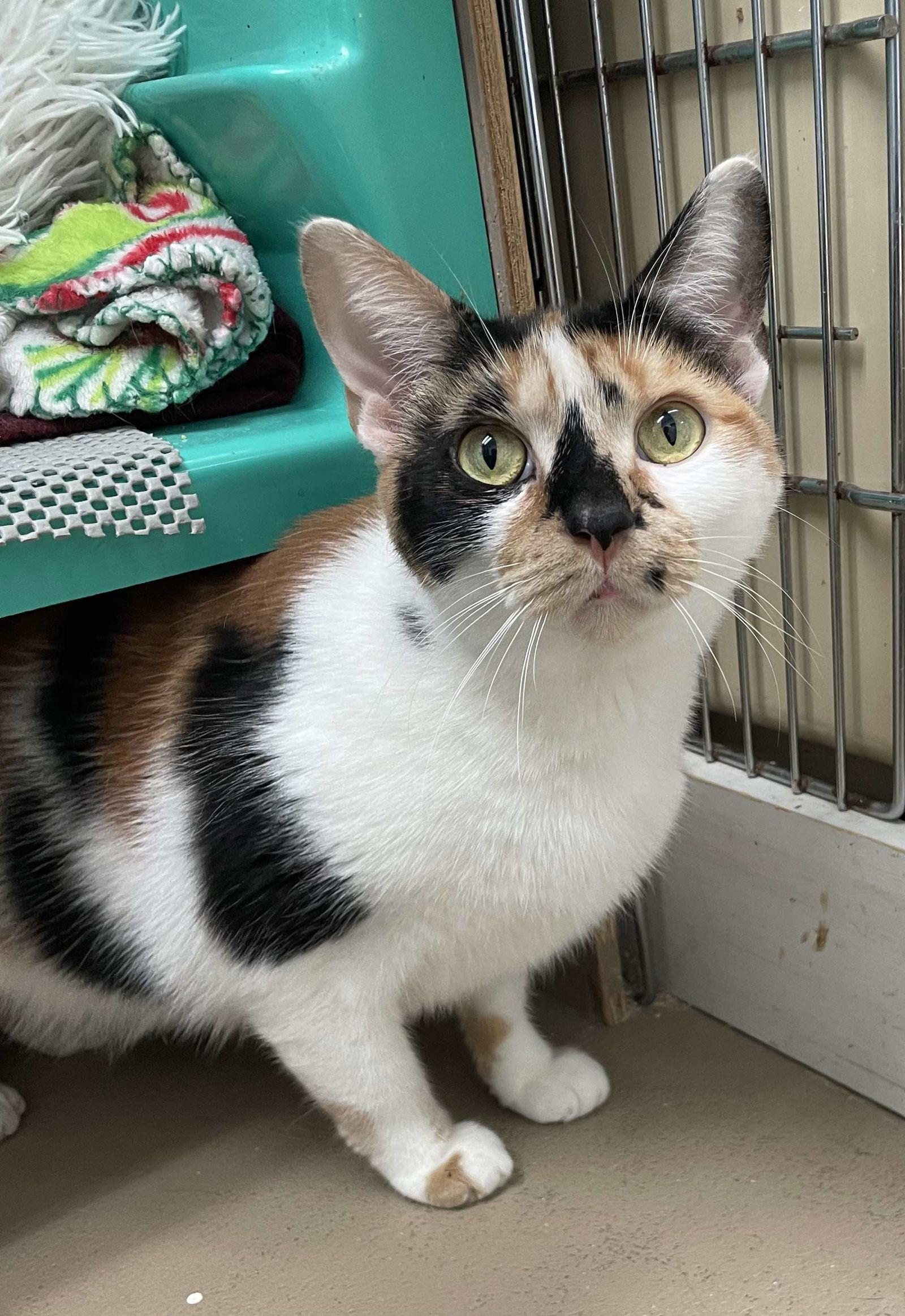 Quinn, a Adoptable Domestic Short Hair in Gonic, NH image 2/3