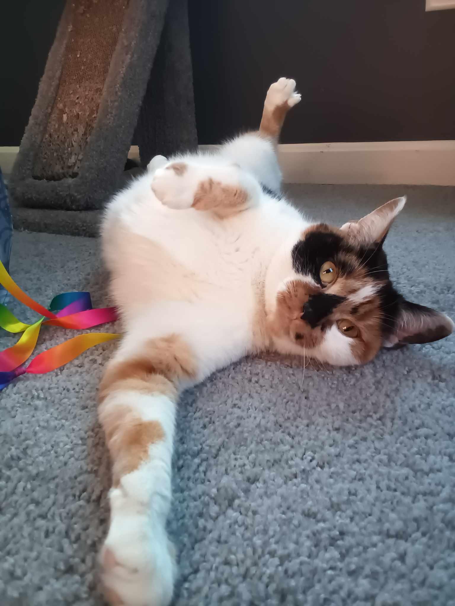 Enlarge Quinn, a Adoptable Domestic Short Hair in Gonic, NH image 3/3