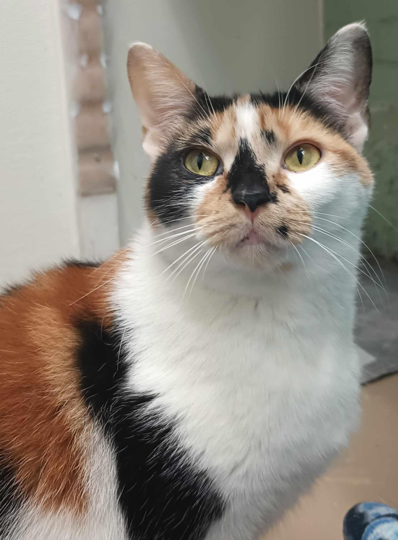 Quinn, a Adoptable Domestic Short Hair in Gonic, NH image 3/3