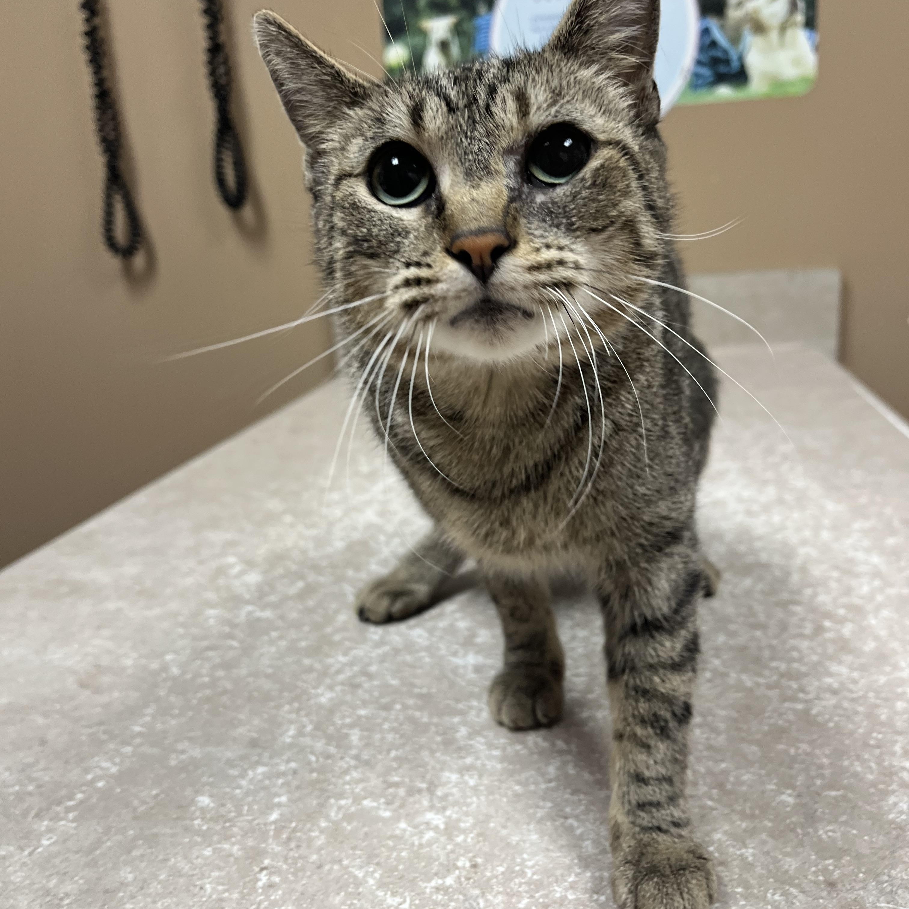 Chatty Patty, a Adoptable mixed breed in Omaha, NE image 1/5