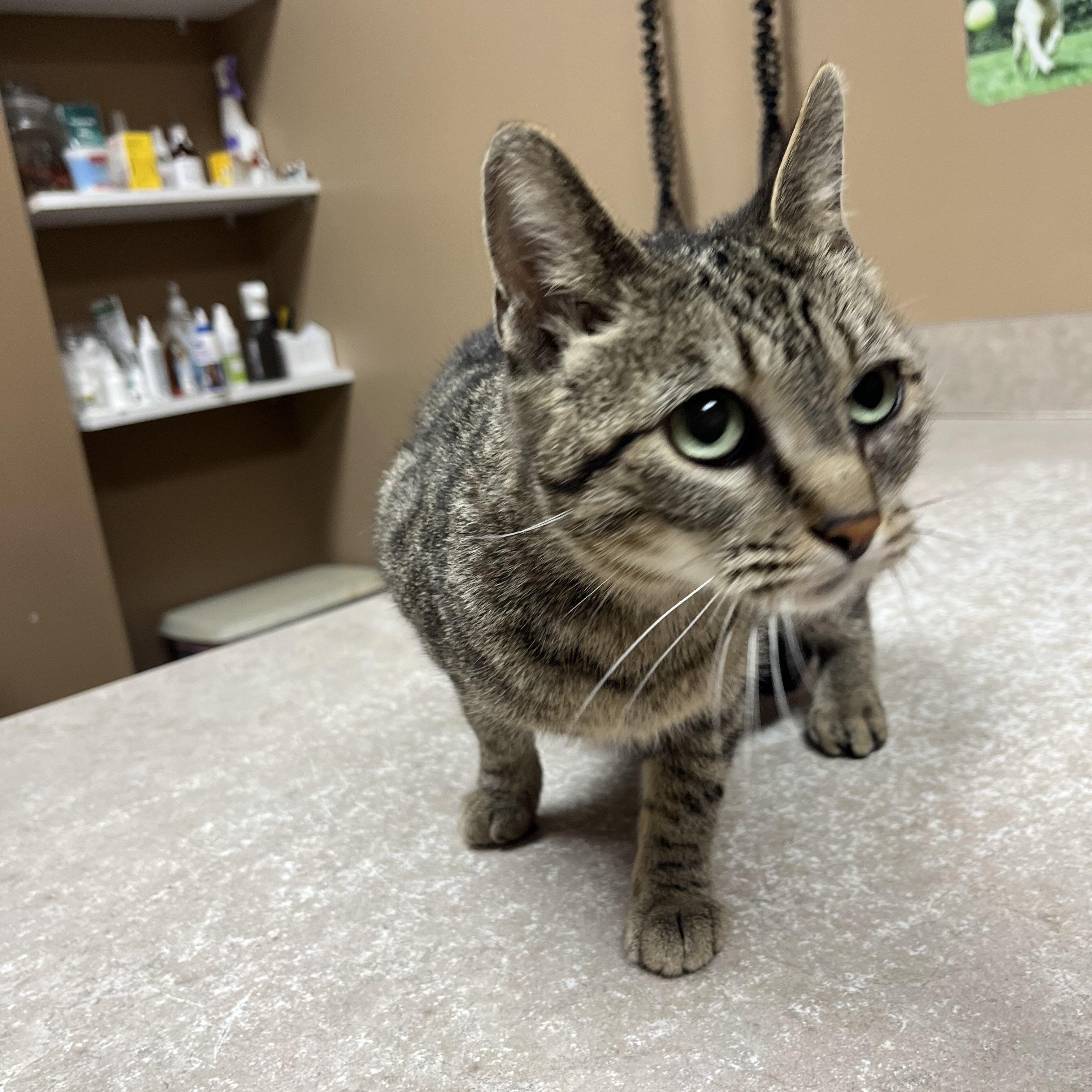 Chatty Patty, a Adoptable mixed breed in Omaha, NE image 3/5