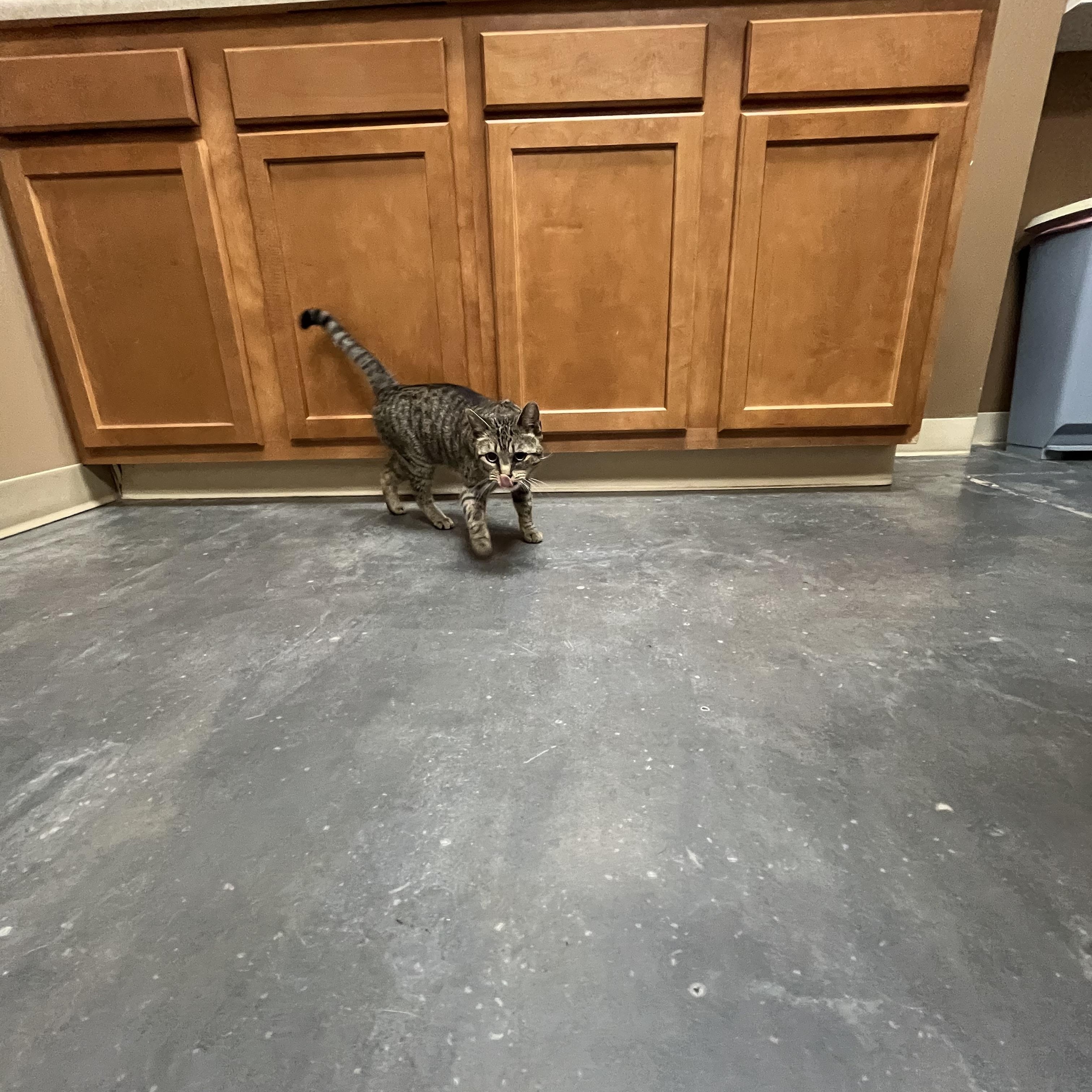Chatty Patty, a Adoptable mixed breed in Omaha, NE image 5/5