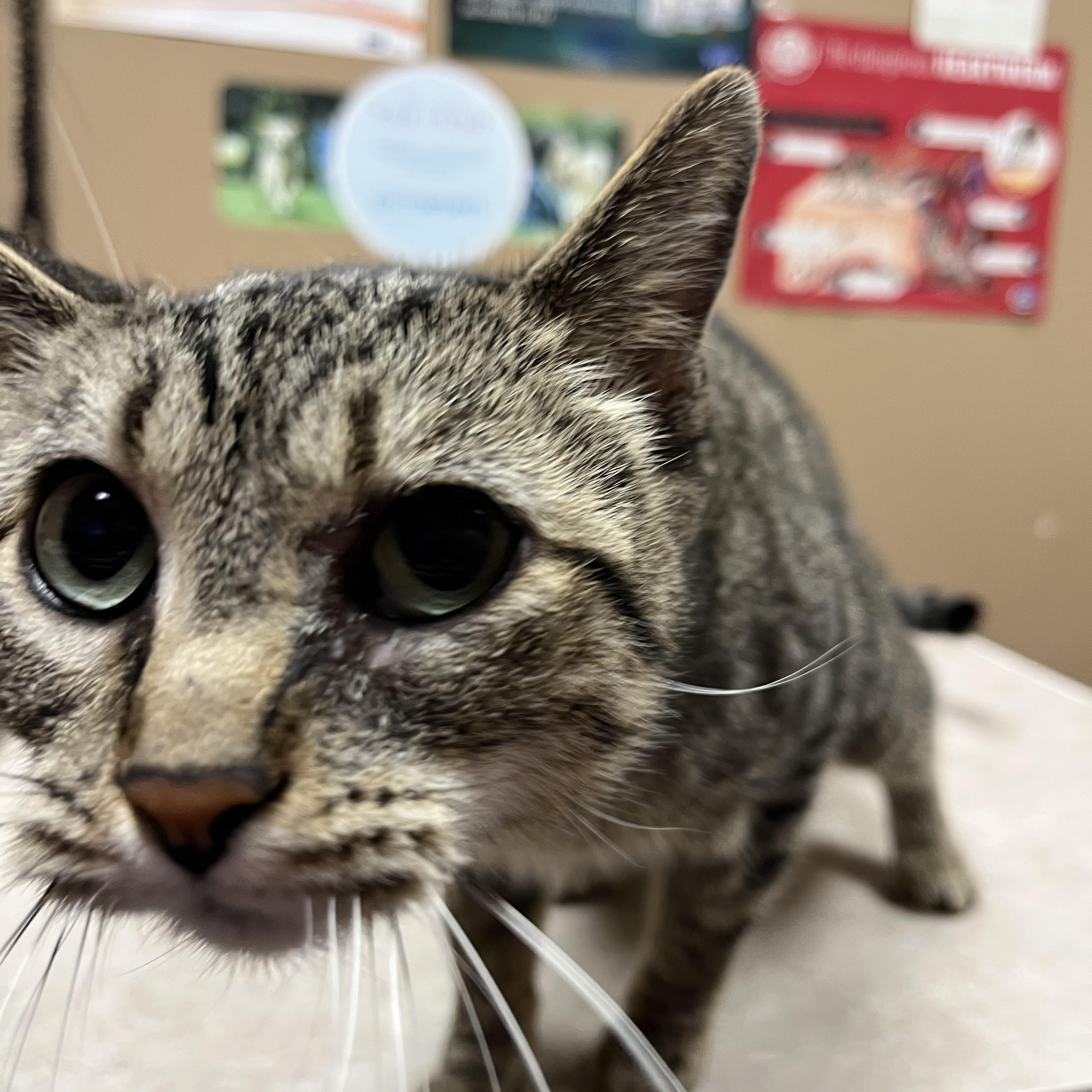 Chatty Patty, a Adoptable mixed breed in Omaha, NE image 2/5