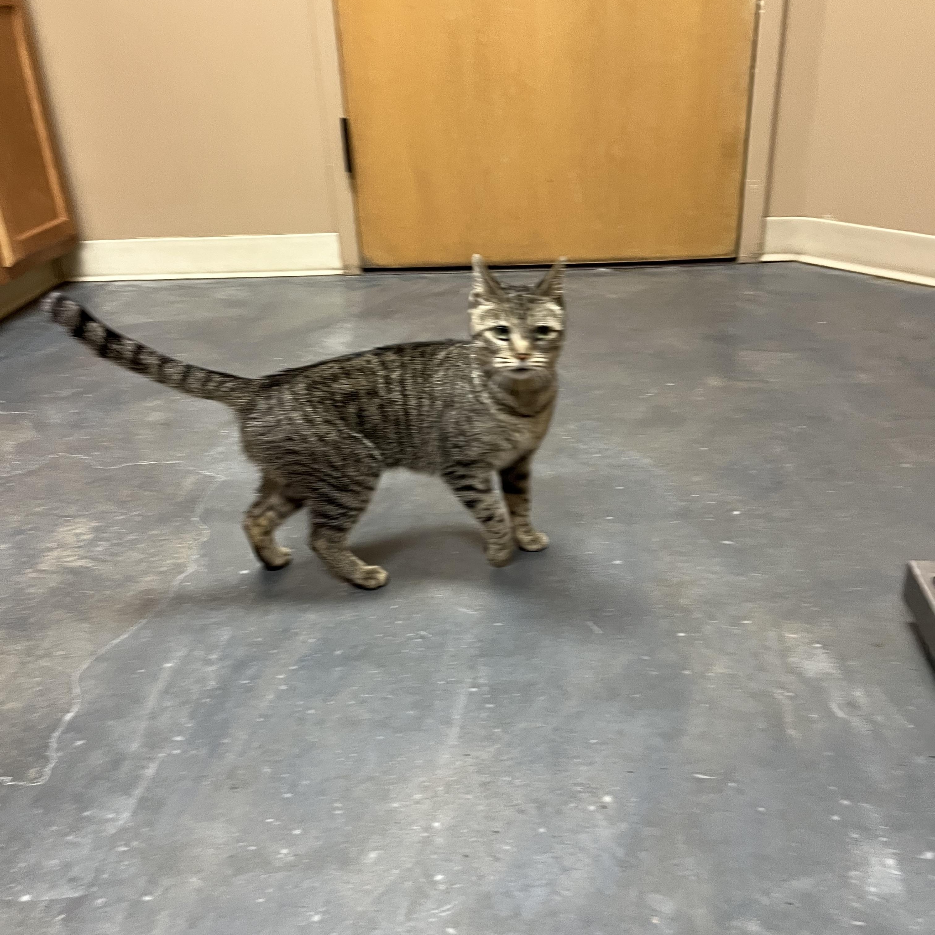 Chatty Patty, a Adoptable mixed breed in Omaha, NE image 4/5