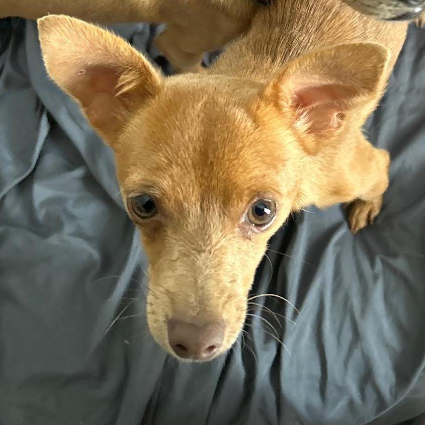 Chuck, Adoptable, Young Male Chihuahua.