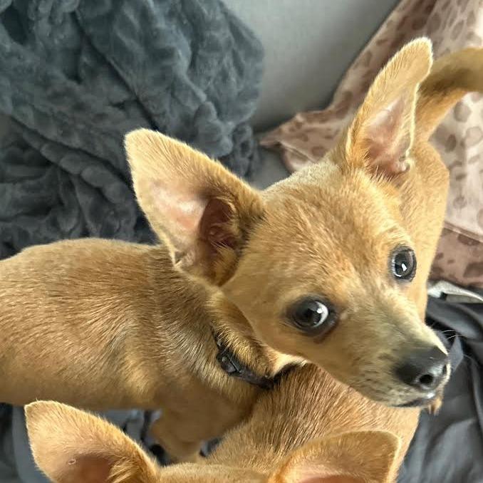 Chuck, a Adoptable Chihuahua in Fort Smith, AR image 2/2