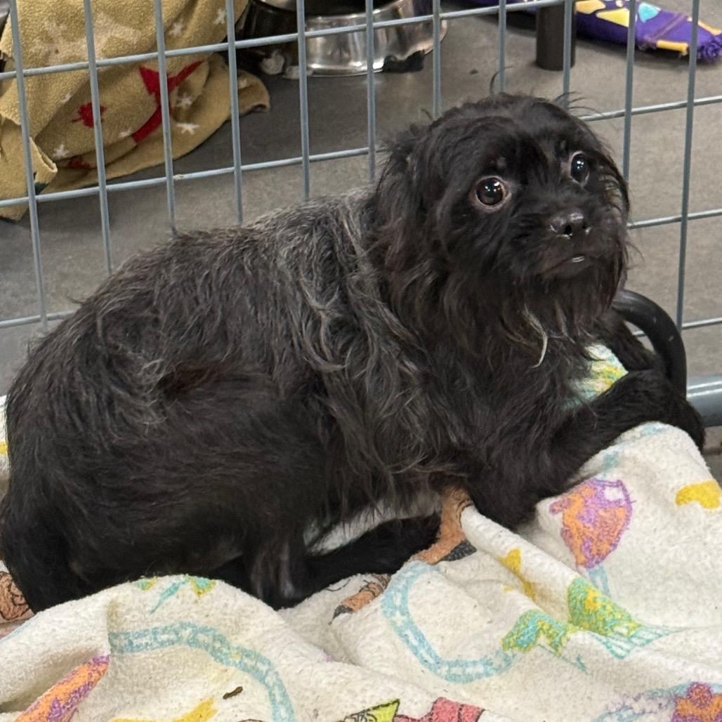 Rambo, a Adoptable mixed breed in Normal, IL image 2/2