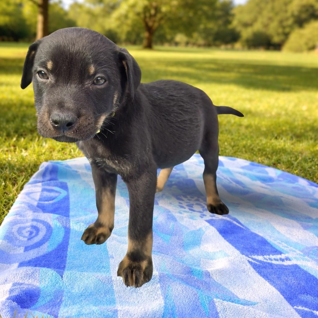 Enlarge Pikachu , a Adoptable mixed breed in Henderson, NV image 1/1