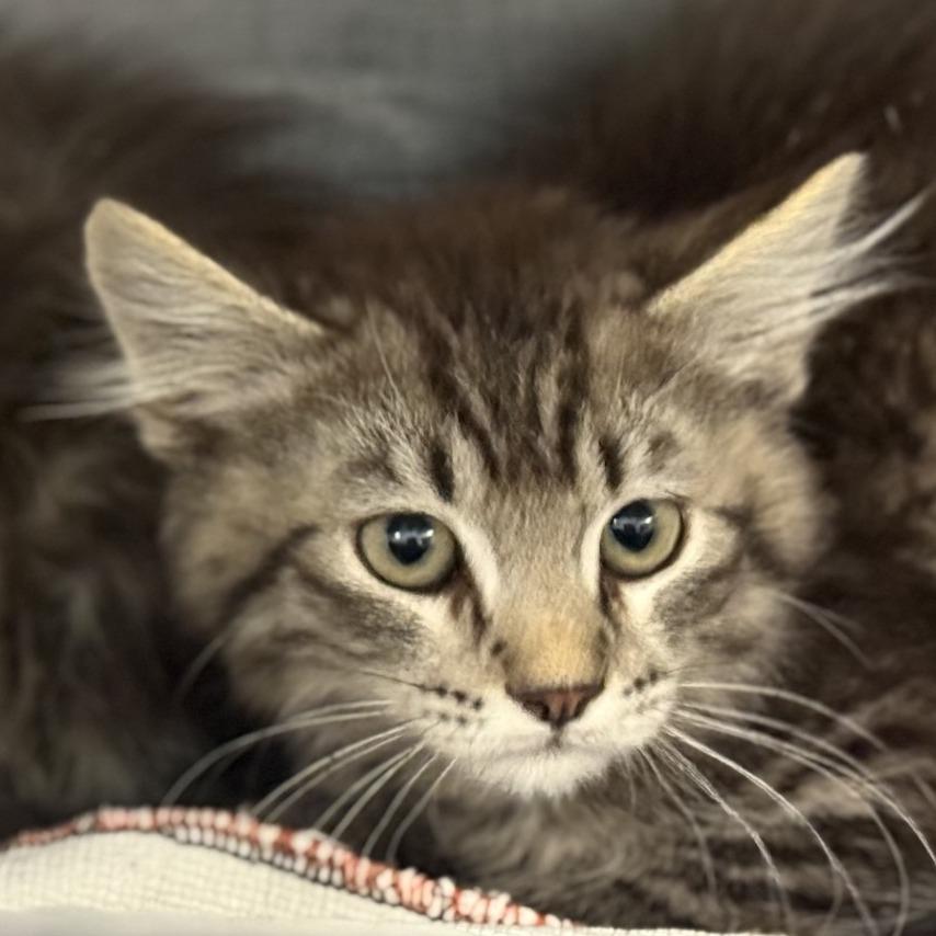 Macaque — thumbnail 2