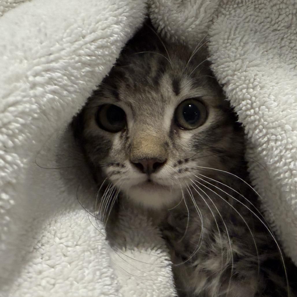 Macaque — thumbnail 3