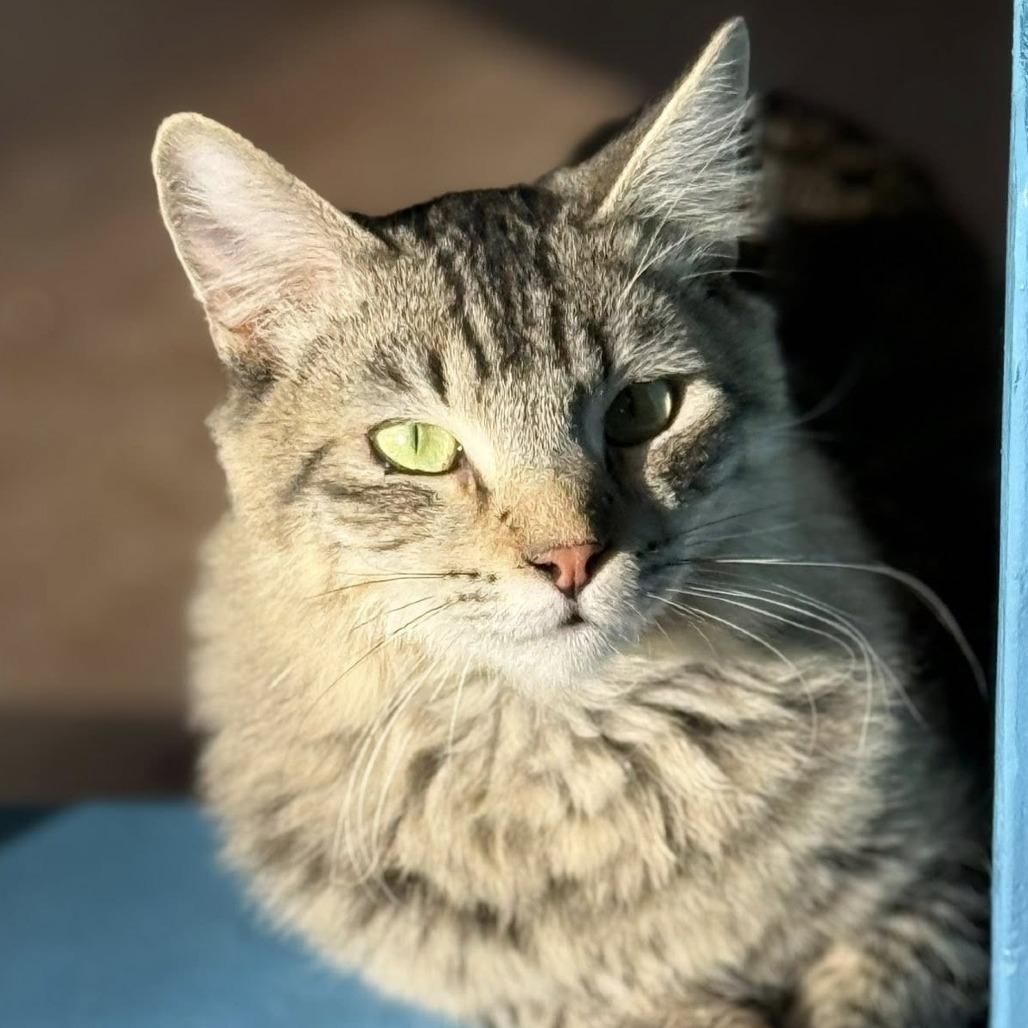 Macaque — thumbnail 4