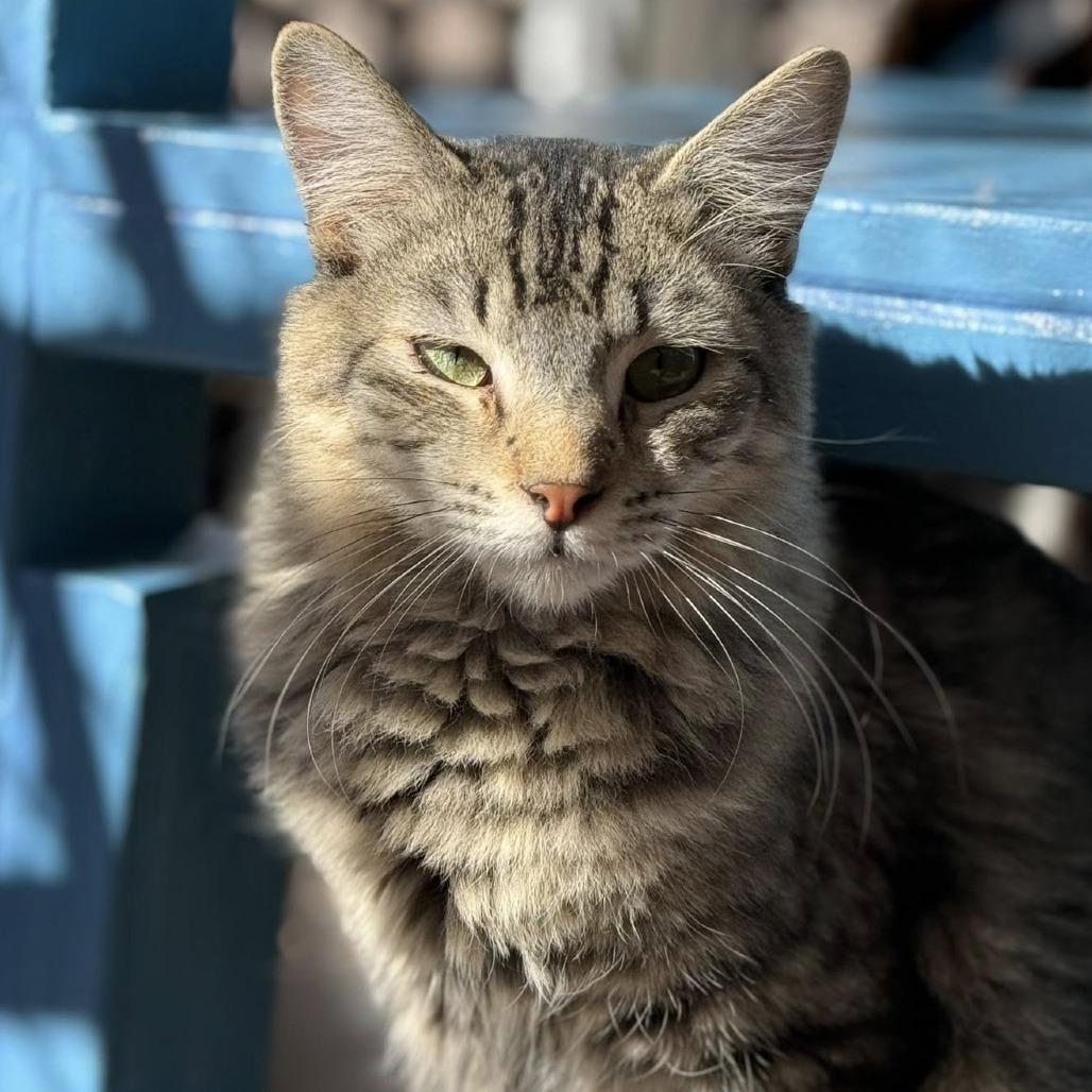 Macaque — thumbnail 5