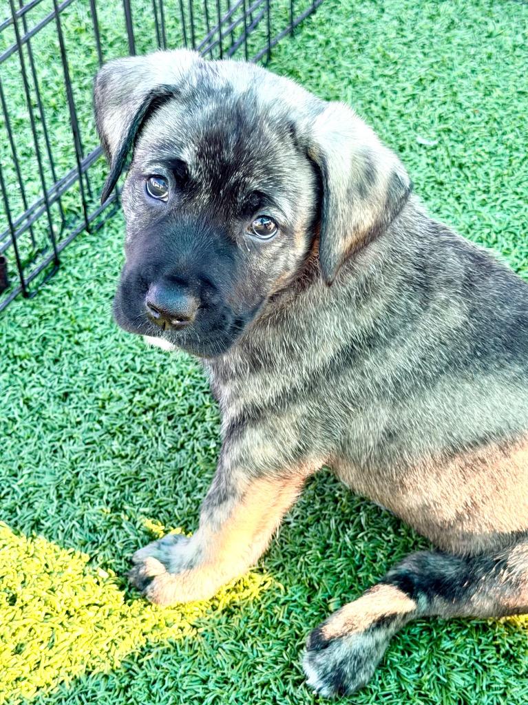 Enlarge Fireweed, a Adoptable mixed breed in Cape Coral, FL image 1/1