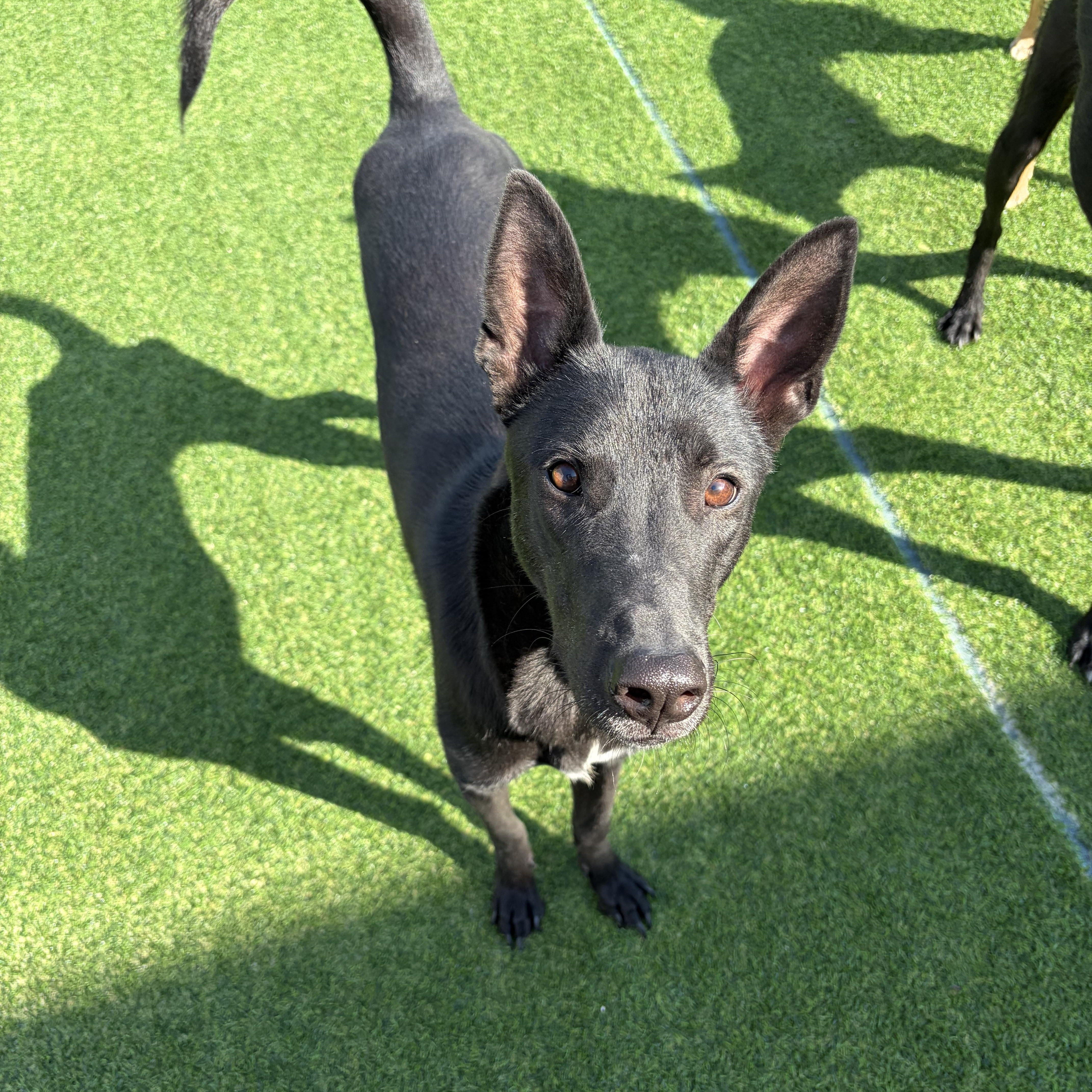 Raon, Adoptable, Young Male Jindo.