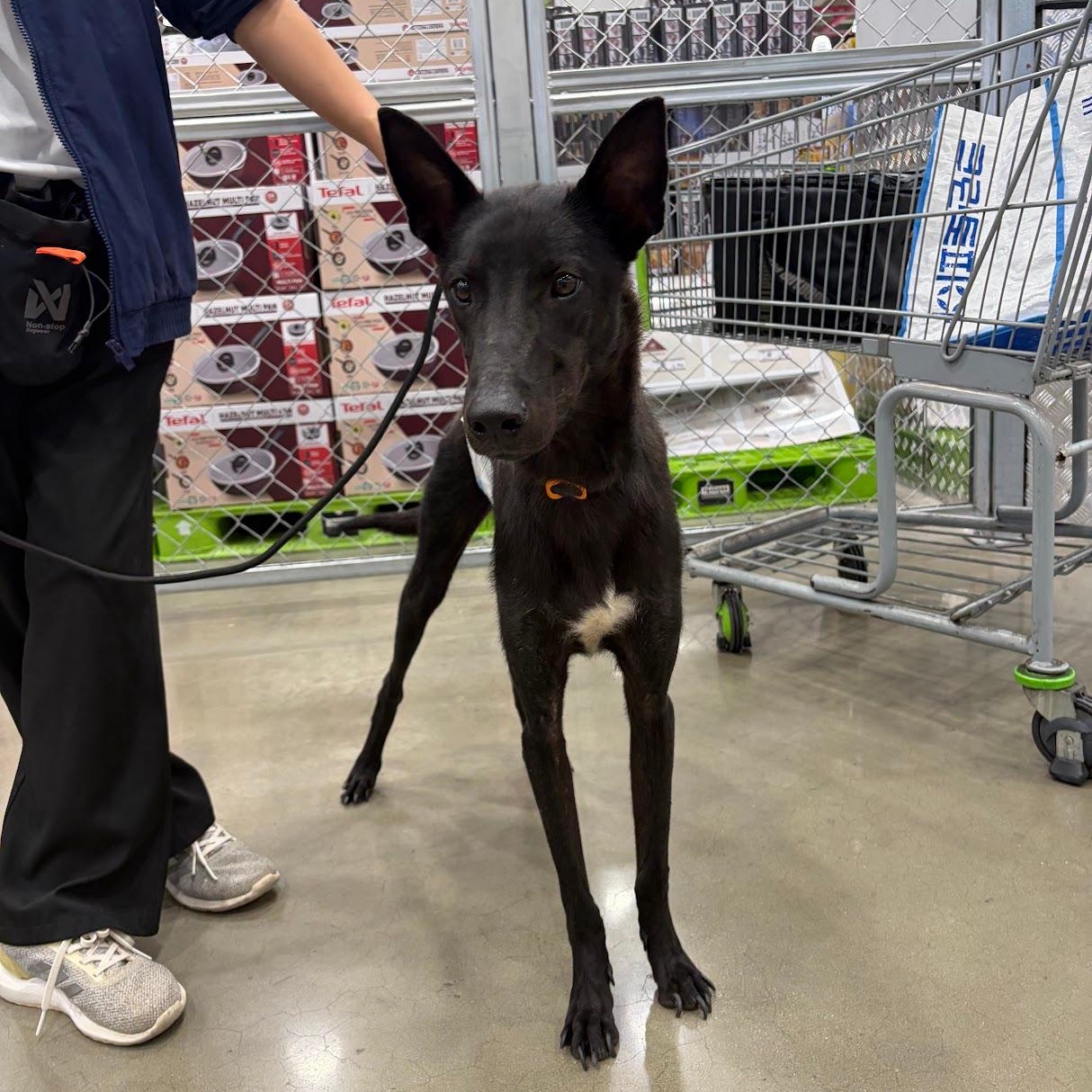 Enlarge Raon, a Adoptable mixed breed in Manchester , NH image 2/3