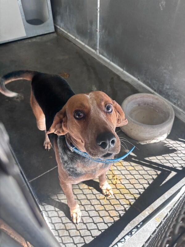 BO, Adoptable, Adult Male Treeing Walker Coonhound.