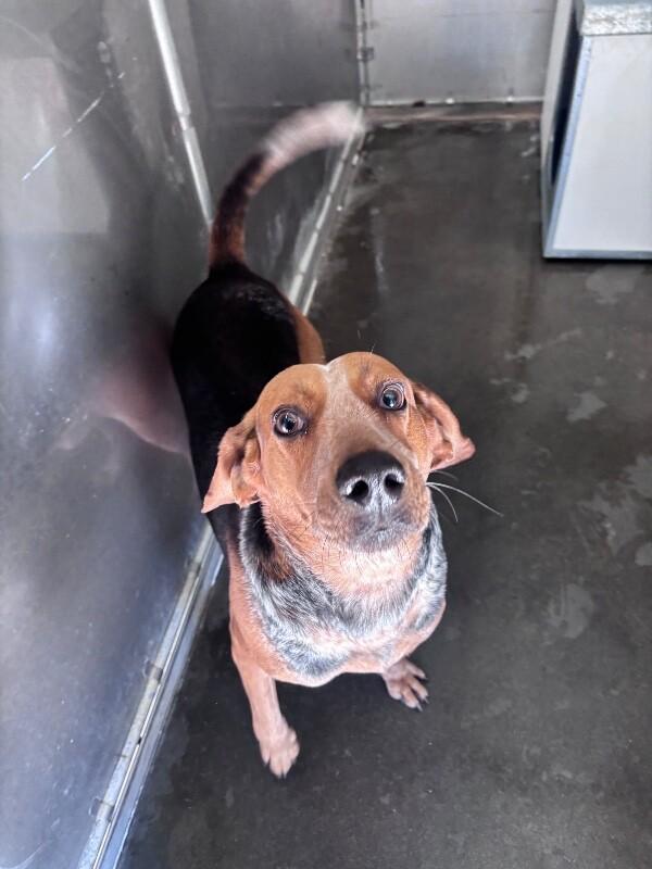 Enlarge BO, a Adoptable Treeing Walker Coonhound in Burgaw, NC image 2/4