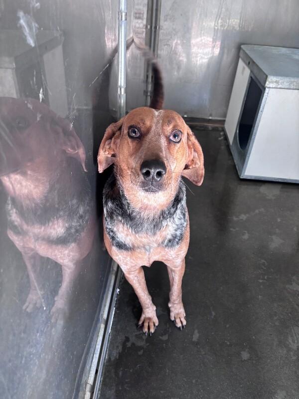 Enlarge BO, a Adoptable Treeing Walker Coonhound in Burgaw, NC image 3/4