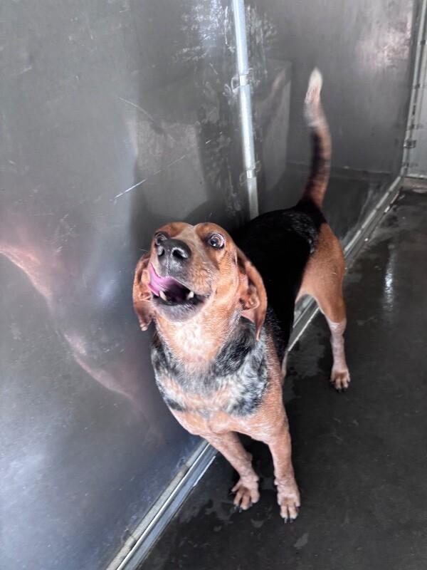 Enlarge BO, a Adoptable Treeing Walker Coonhound in Burgaw, NC image 4/4