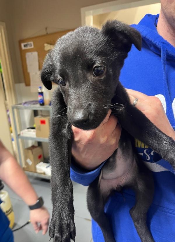 25-12-3714 Valerie, Adoptable, Adult Female Labrador Retriever.