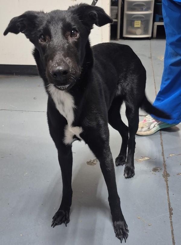 Enlarge 25-12-3714 Valerie, a Adoptable mixed breed in Dallas, GA image 2/2