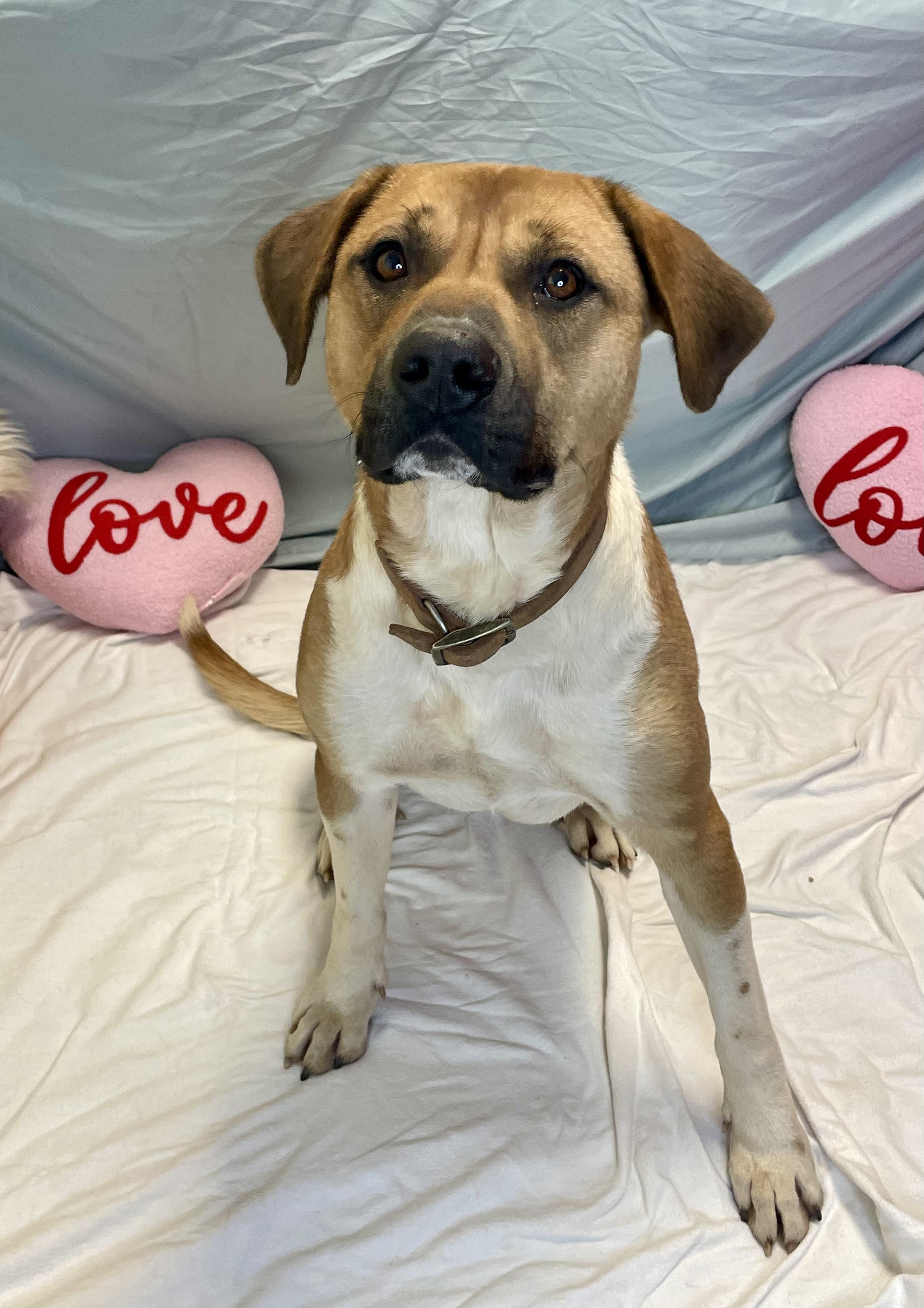 Ocean, adopted, Young Male Mixed Breed.