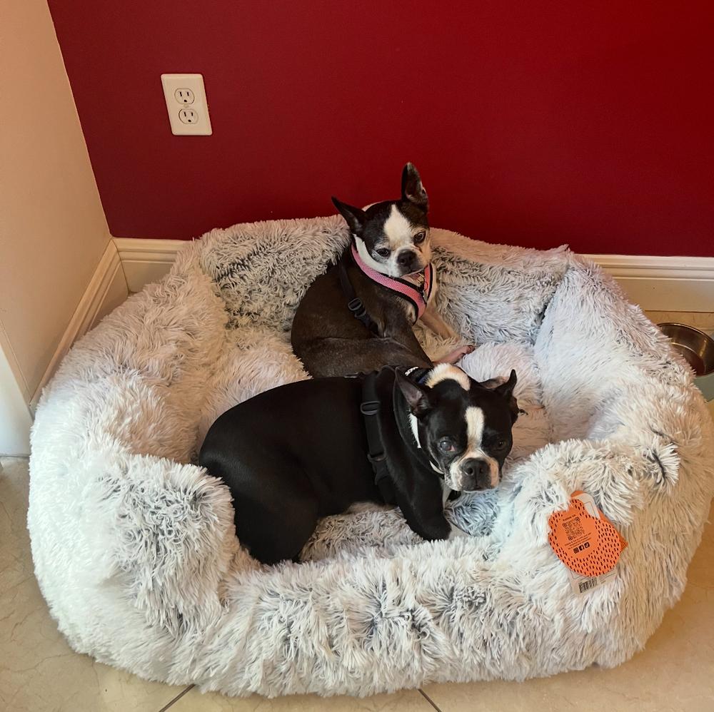 Lucy Ball - Florida, Adoptable, Senior Female Boston Terrier.
