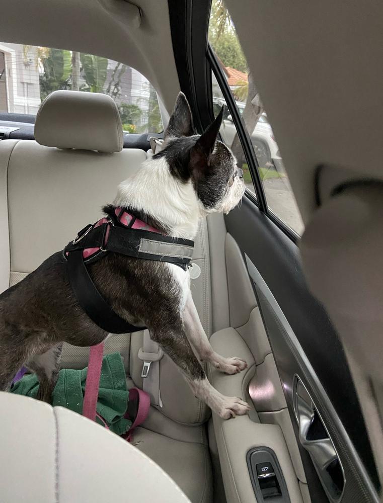 Lucy Ball - Florida, a Adoptable Boston Terrier in Maryville, TN image 2/6