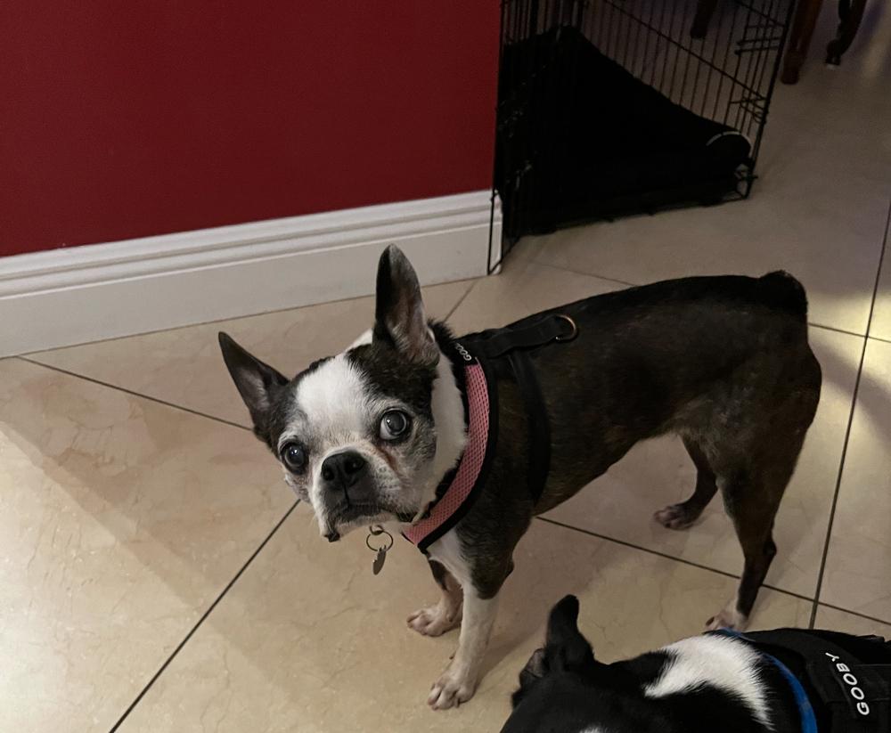 Lucy Ball - Florida, a Adoptable Boston Terrier in Maryville, TN image 3/6