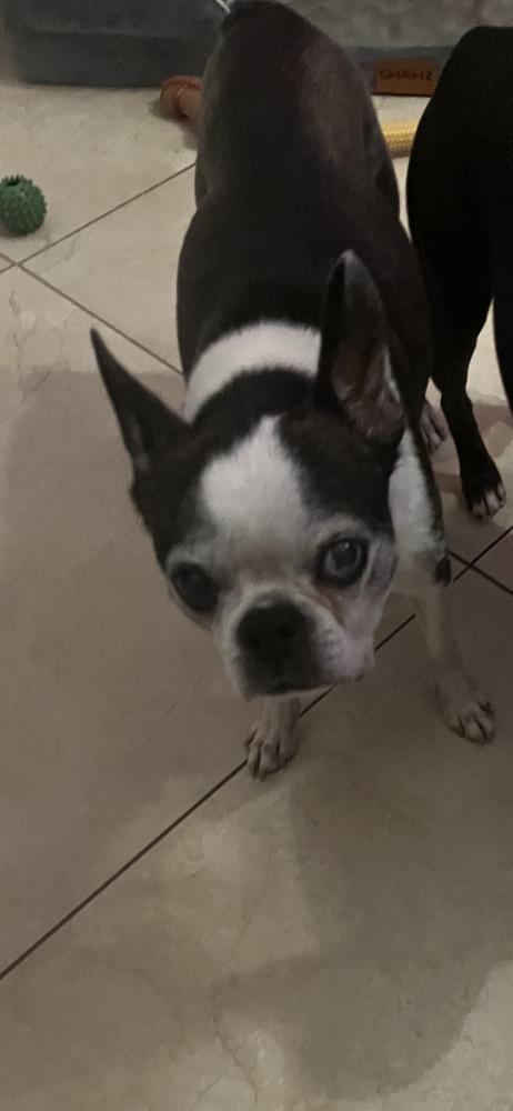 Lucy Ball - Florida, a Adoptable Boston Terrier in Maryville, TN image 4/6