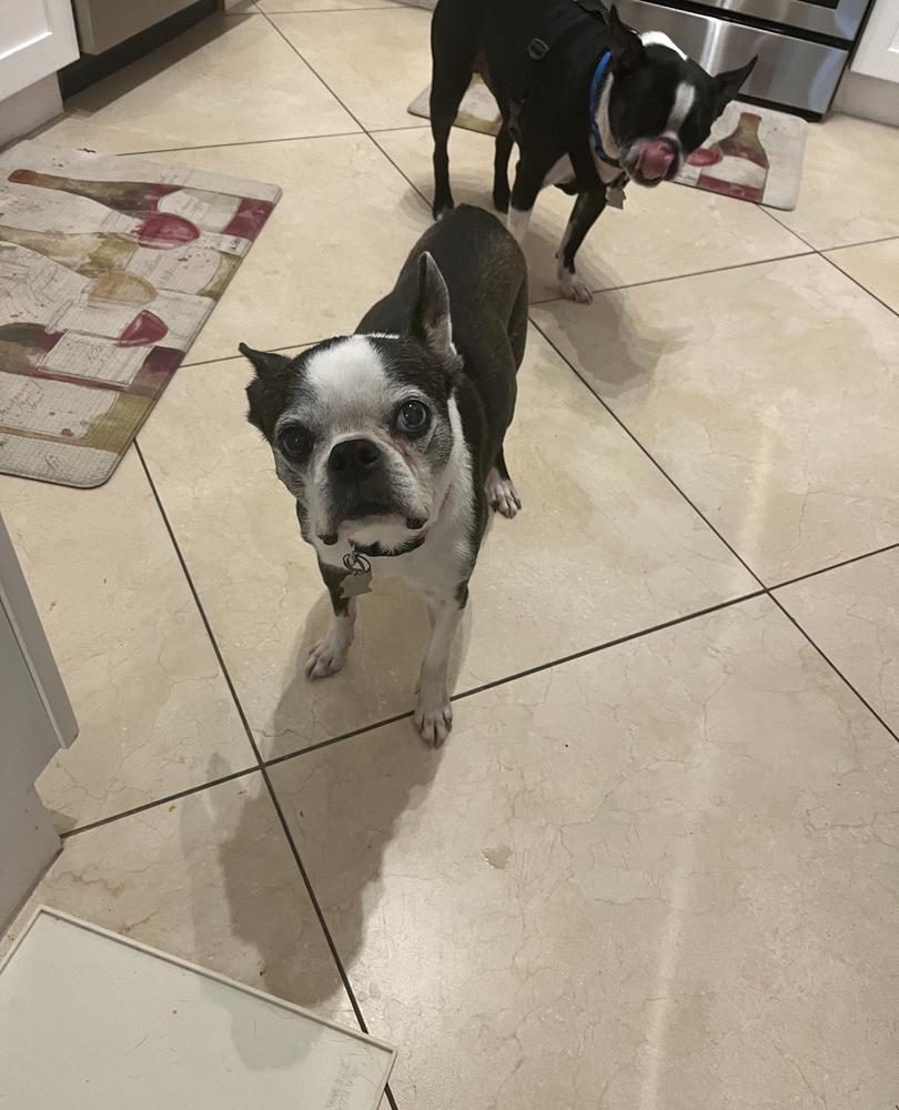 Lucy Ball - Florida, a Adoptable Boston Terrier in Maryville, TN image 6/6