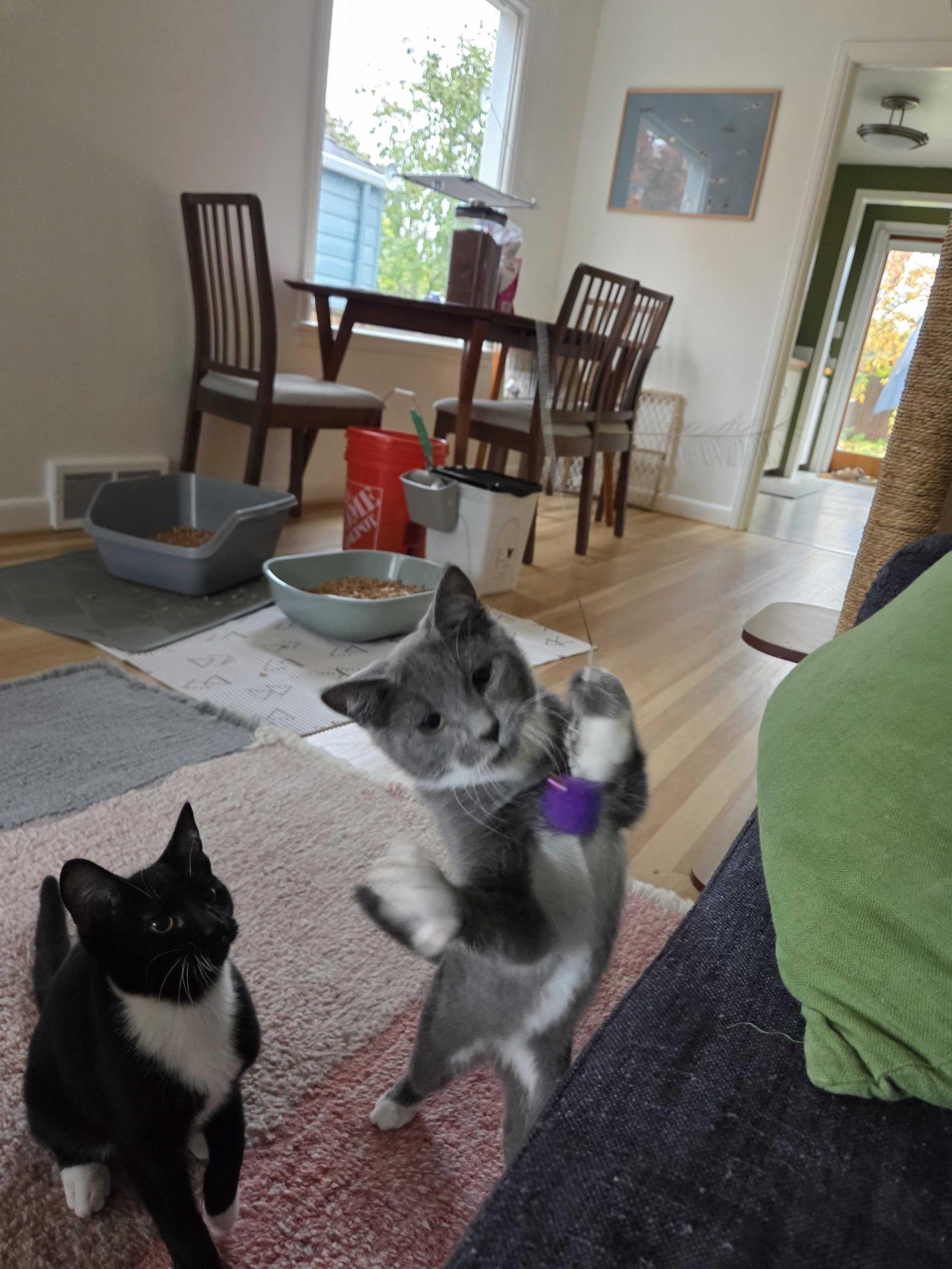 Junior and Granite, Adoptable, Kitten Male Domestic Short Hair.