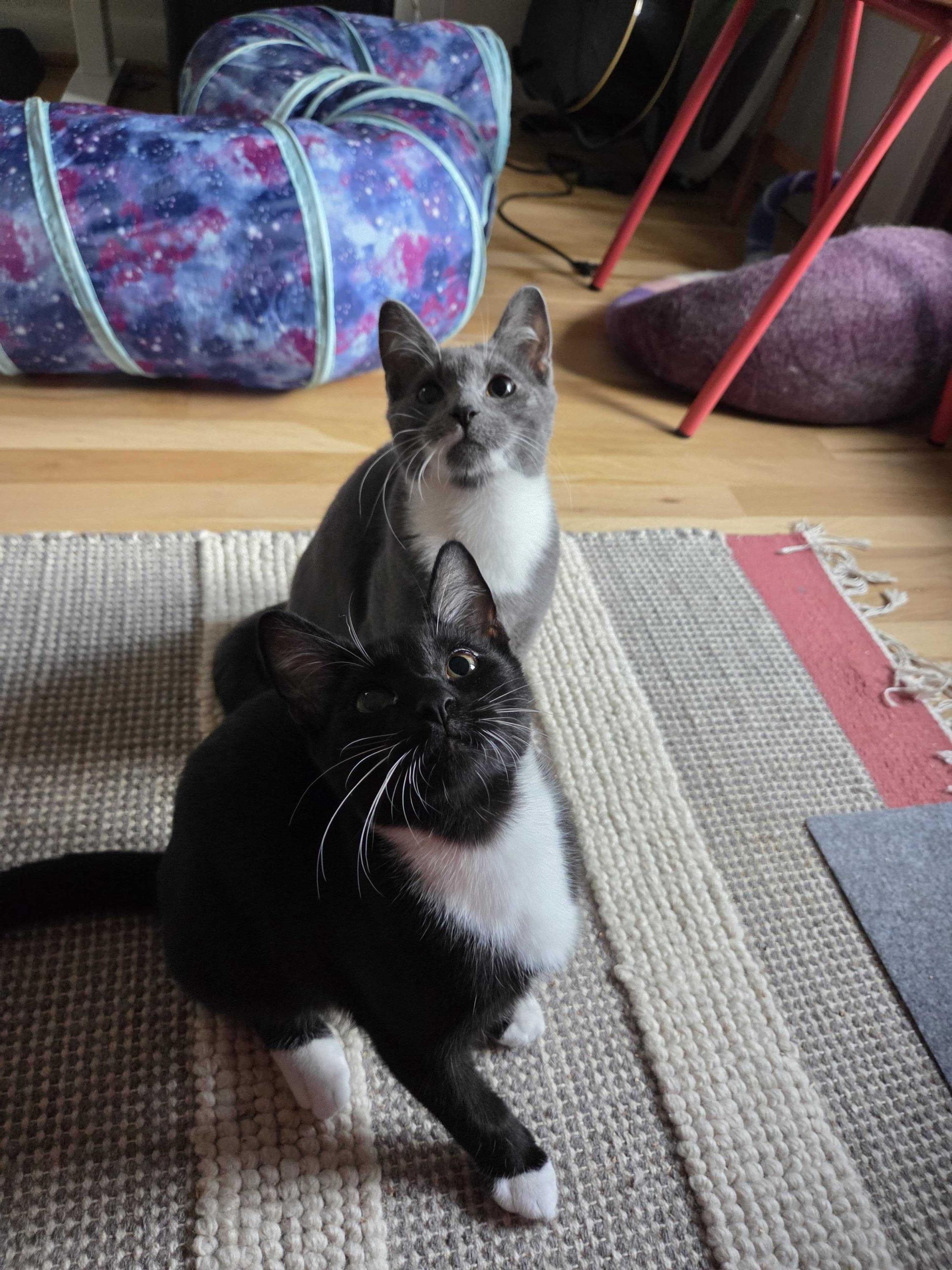 Junior and Granite, a Adoptable Domestic Short Hair in Seattle, WA image 2/6