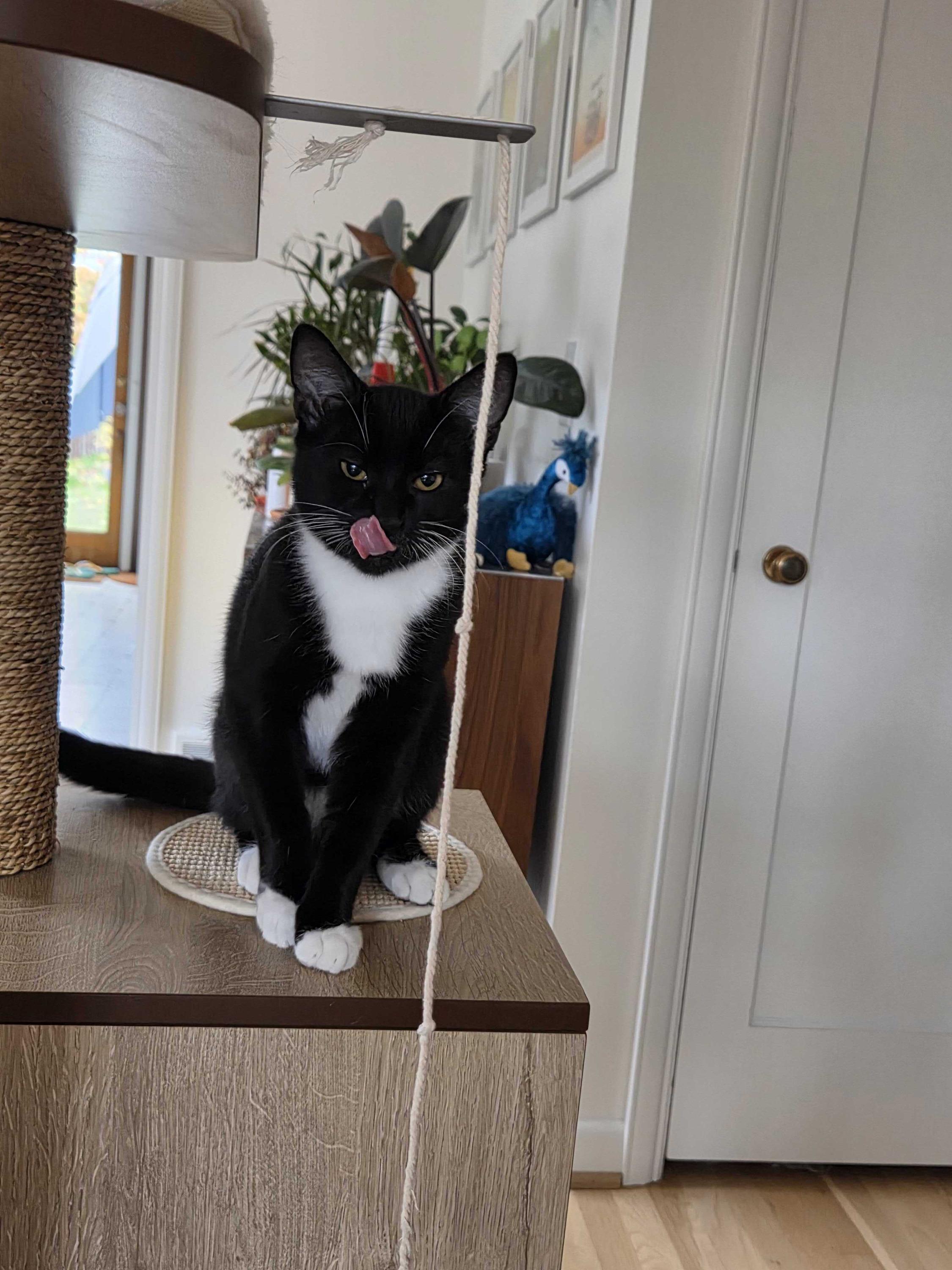 Junior and Granite, a Adoptable Domestic Short Hair in Seattle, WA image 5/6