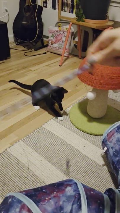 Enlarge Junior and Granite, a Adoptable Domestic Short Hair in Seattle, WA video 6/6