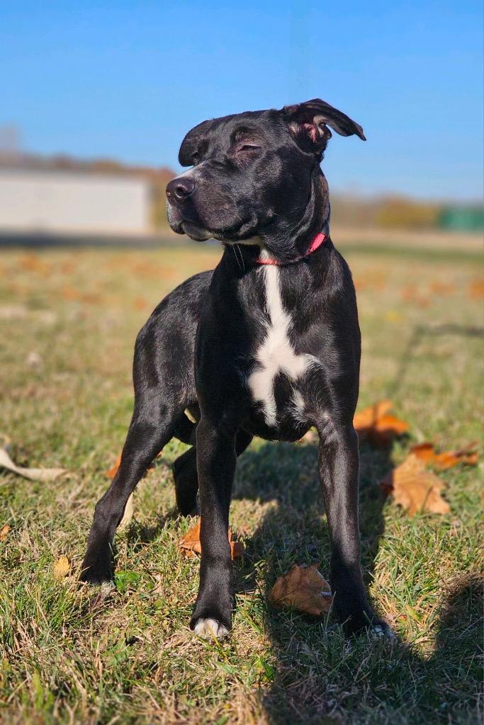 Enlarge Princess Leah, a Adoptable mixed breed in Huntington, IN image 1/3