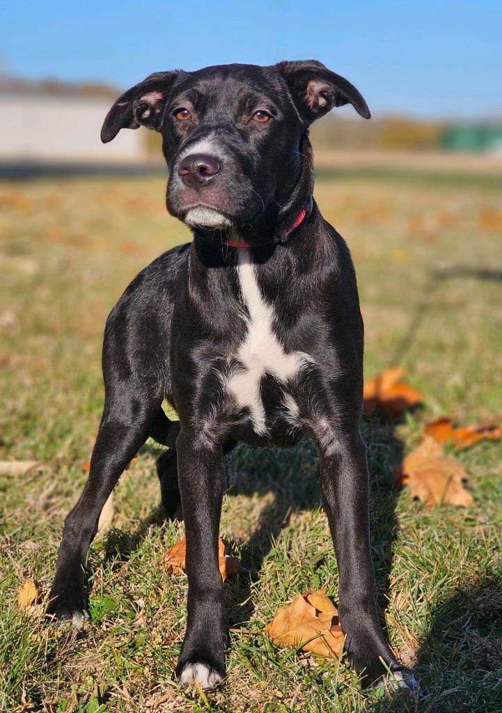 Enlarge Princess Leah, a Adoptable mixed breed in Huntington, IN image 2/3