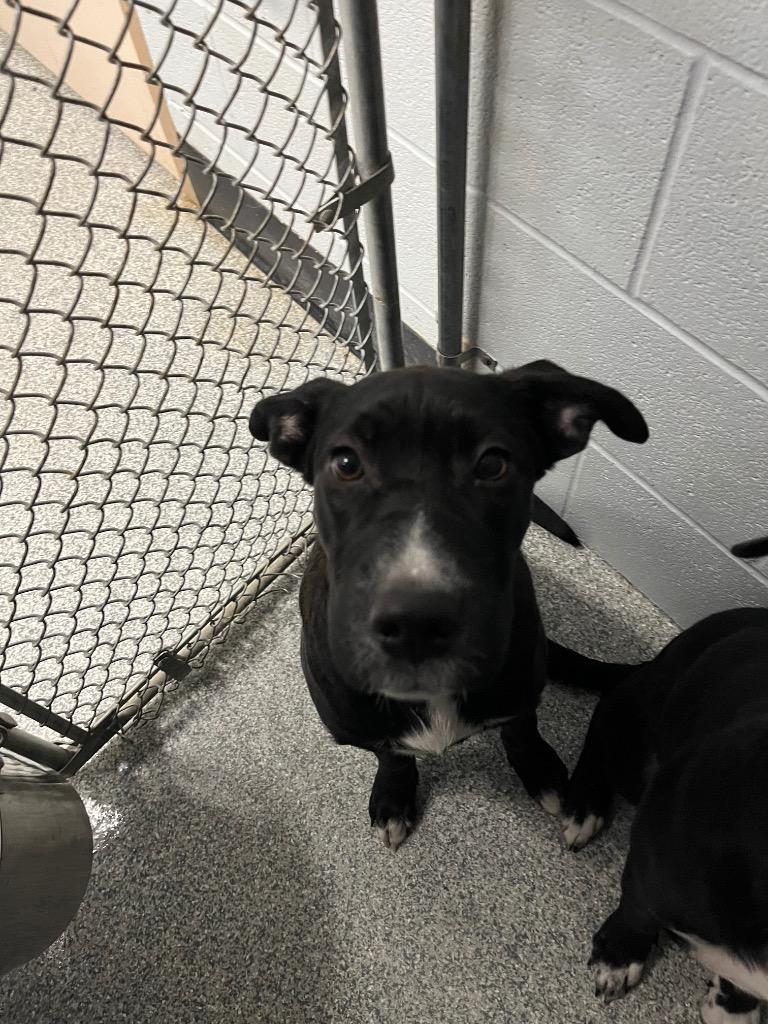 Enlarge Princess Leah, a Adoptable mixed breed in Huntington, IN image 3/3