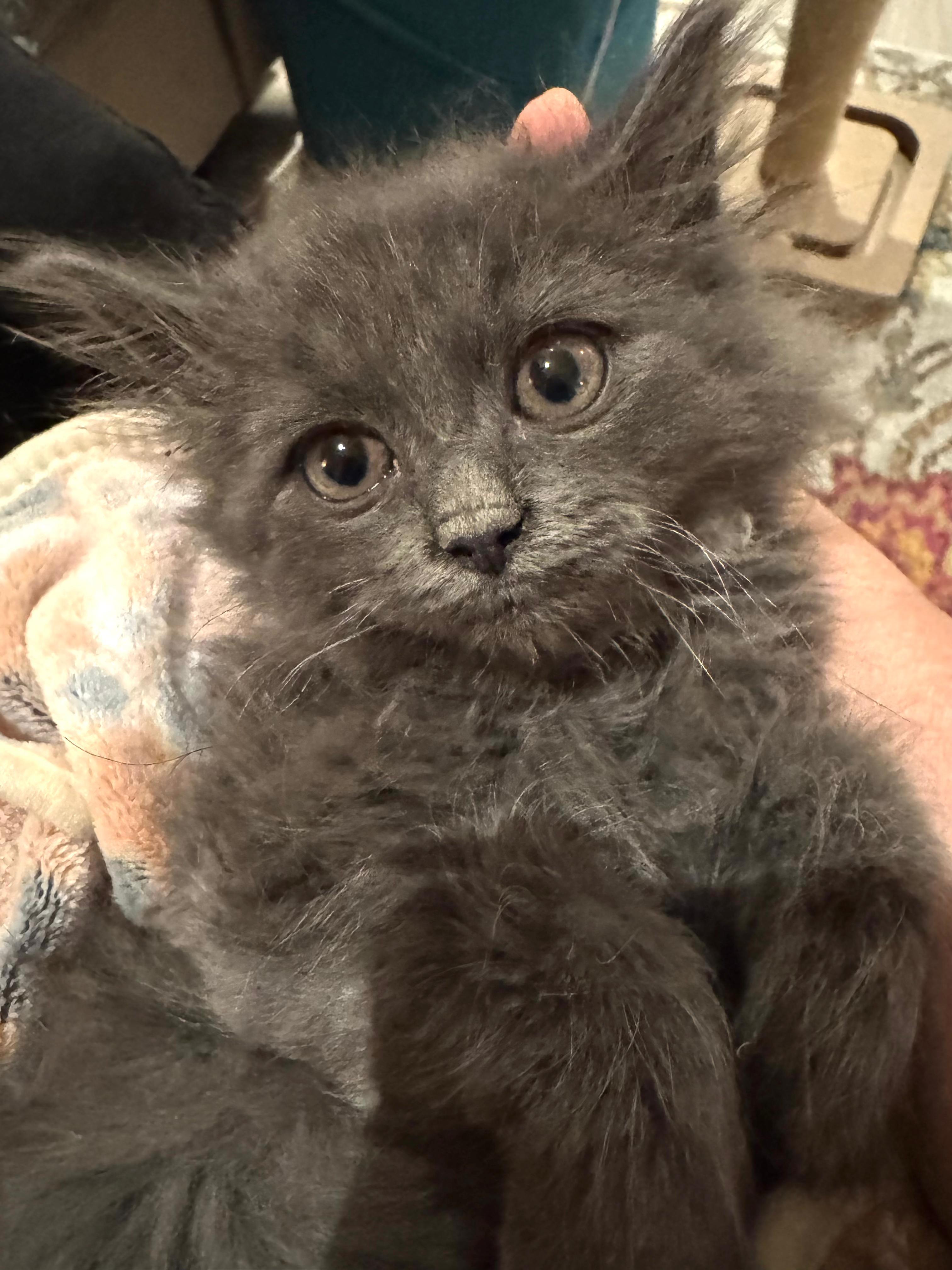 GB, adopted, Kitten Male Domestic Long Hair.