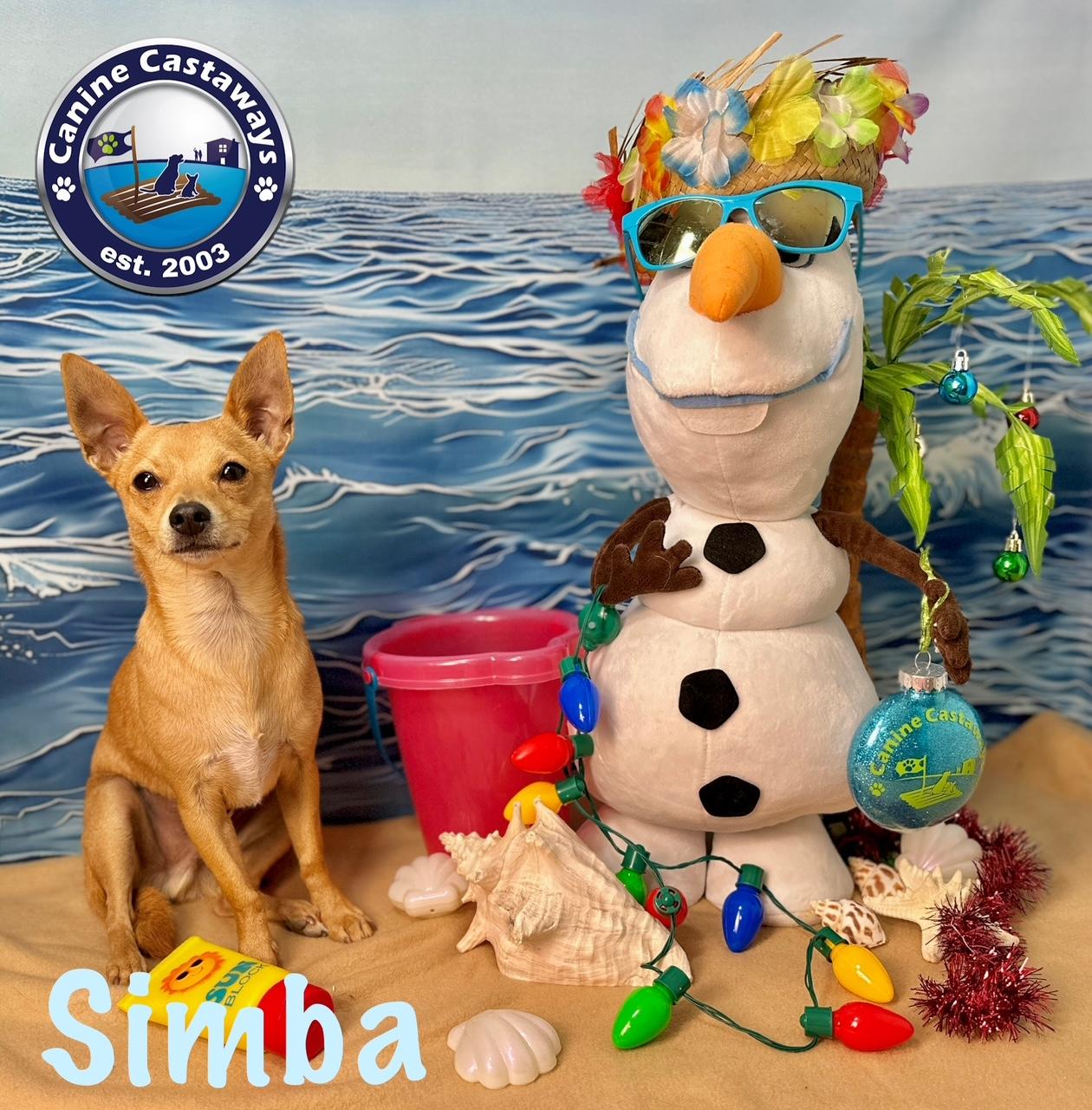 Simba, a Adoptable mixed breed in Arcadia, FL image 4/5