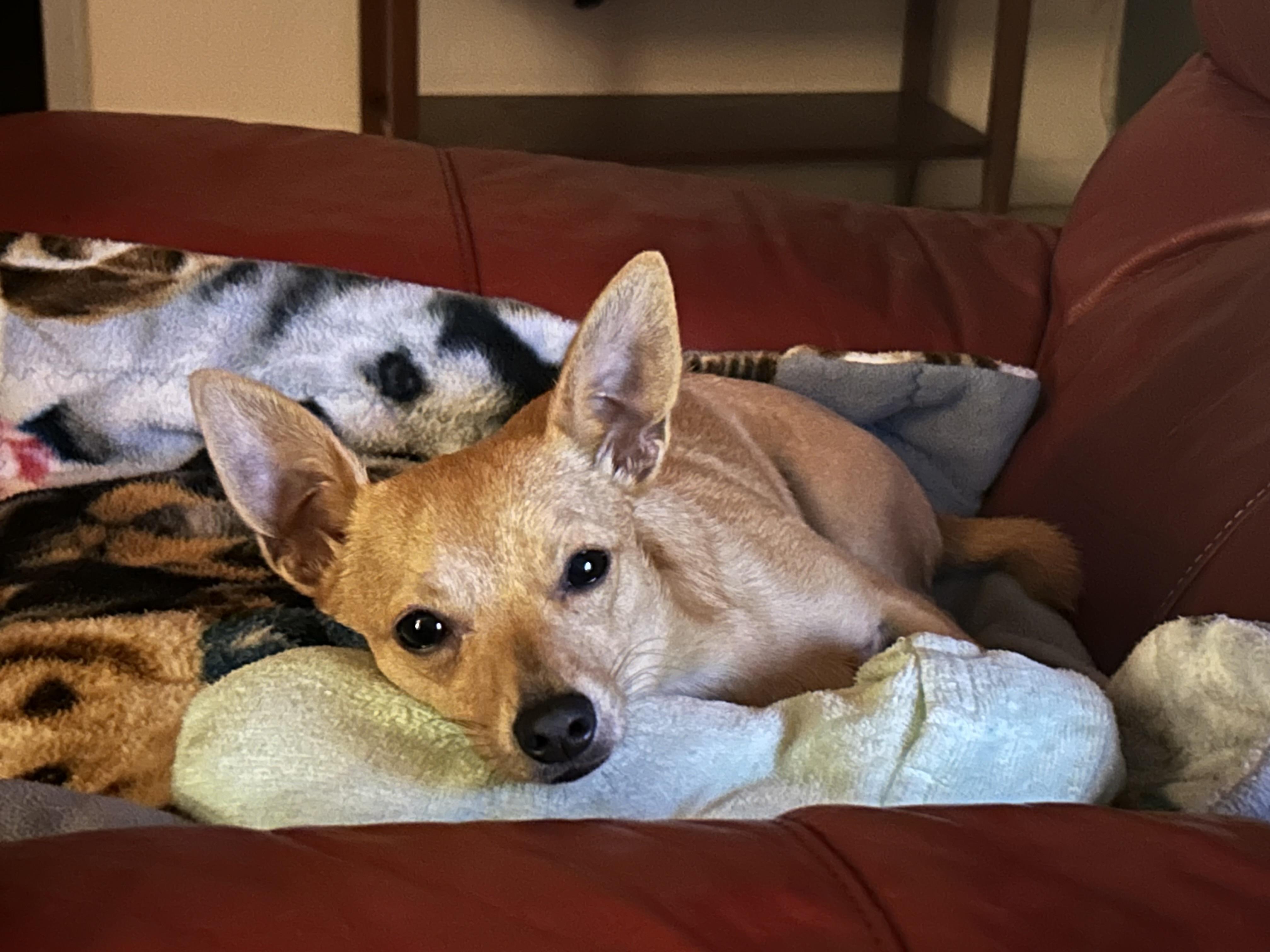 Simba, Adoptable, Young Male Chihuahua.