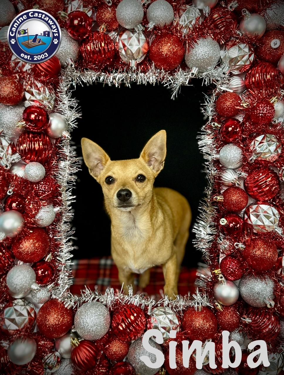 Simba, Adoptable, Young Male Chihuahua.