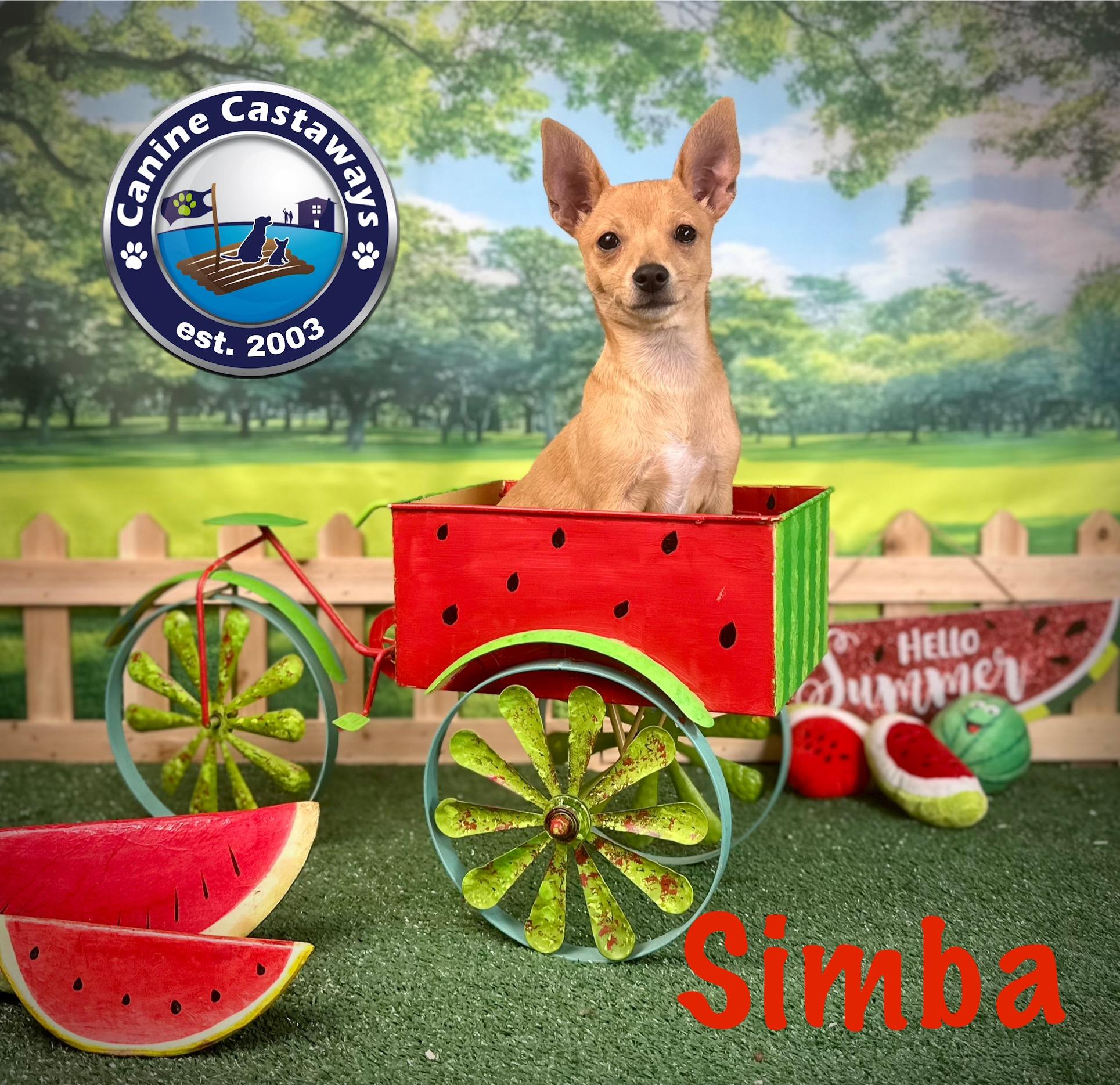 Simba photo 4