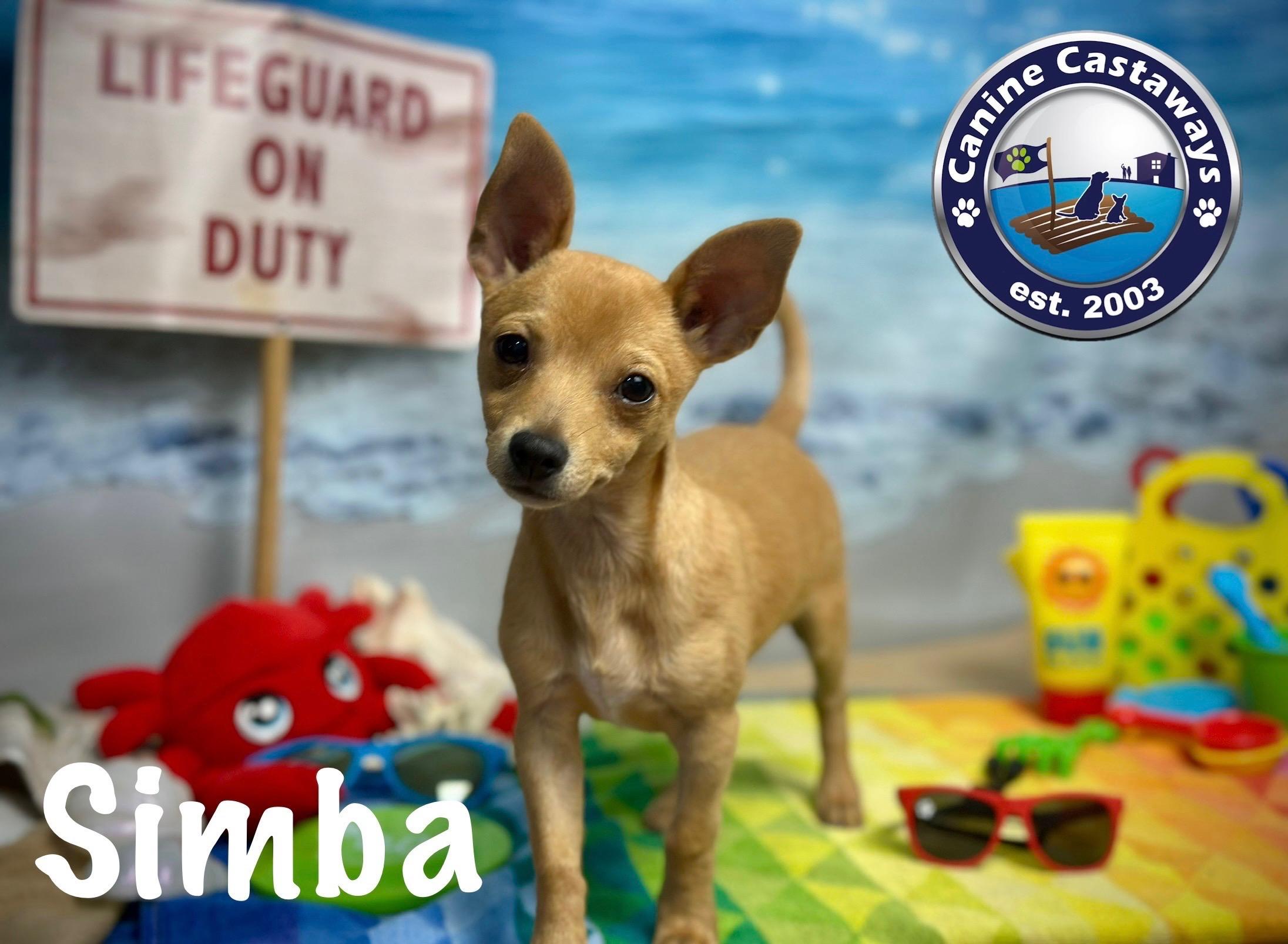 Simba photo 2